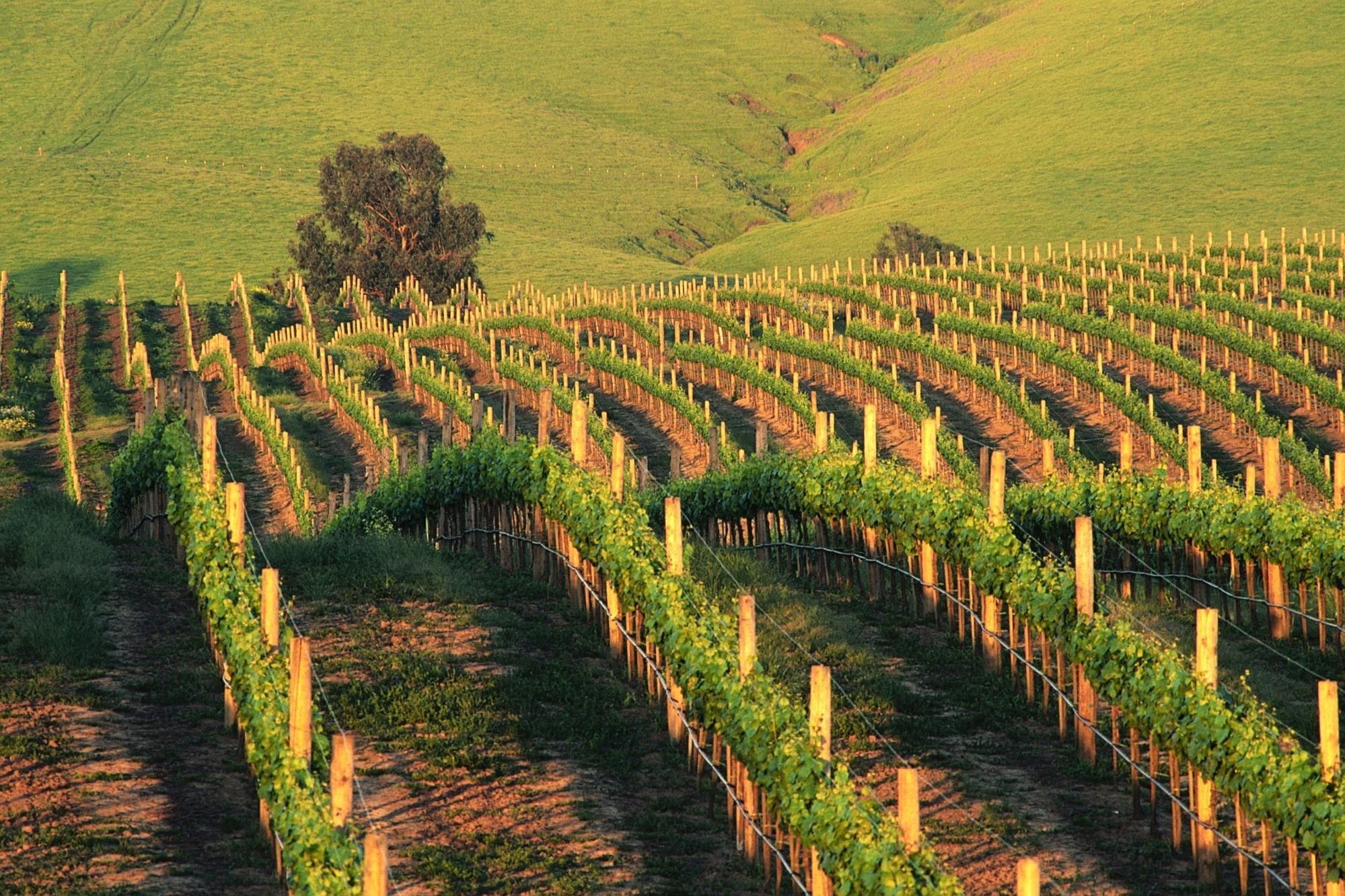 Napa Valley wallpapers, 4K HD backgrounds, Wine country beauty, Vineyard landscapes, 2000x1340 HD Desktop