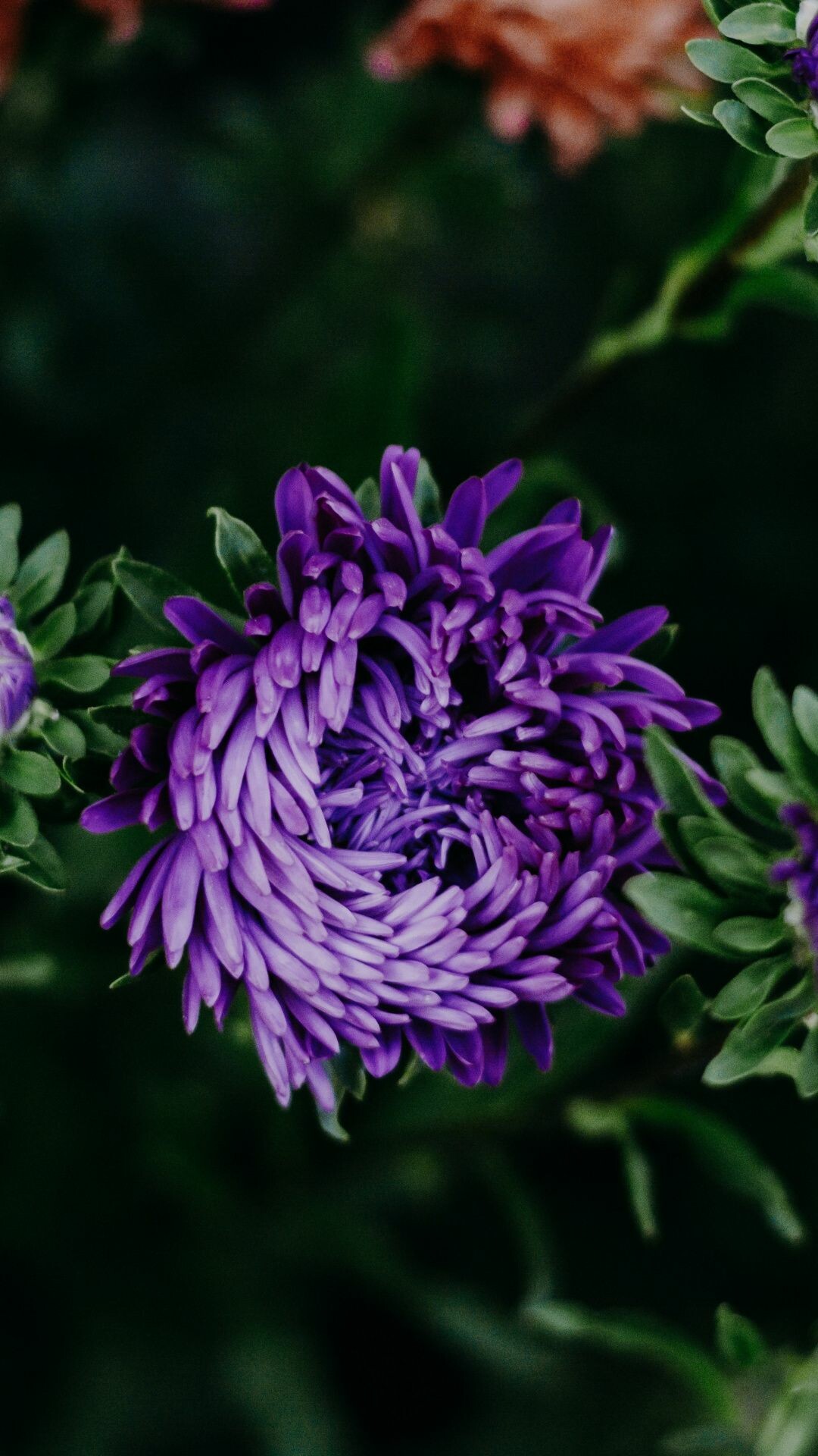 Purple chrysanthemum bloom, Beautiful flower wallpaper, Nature's vibrant display, Petal perfection, 1080x1920 Full HD Phone