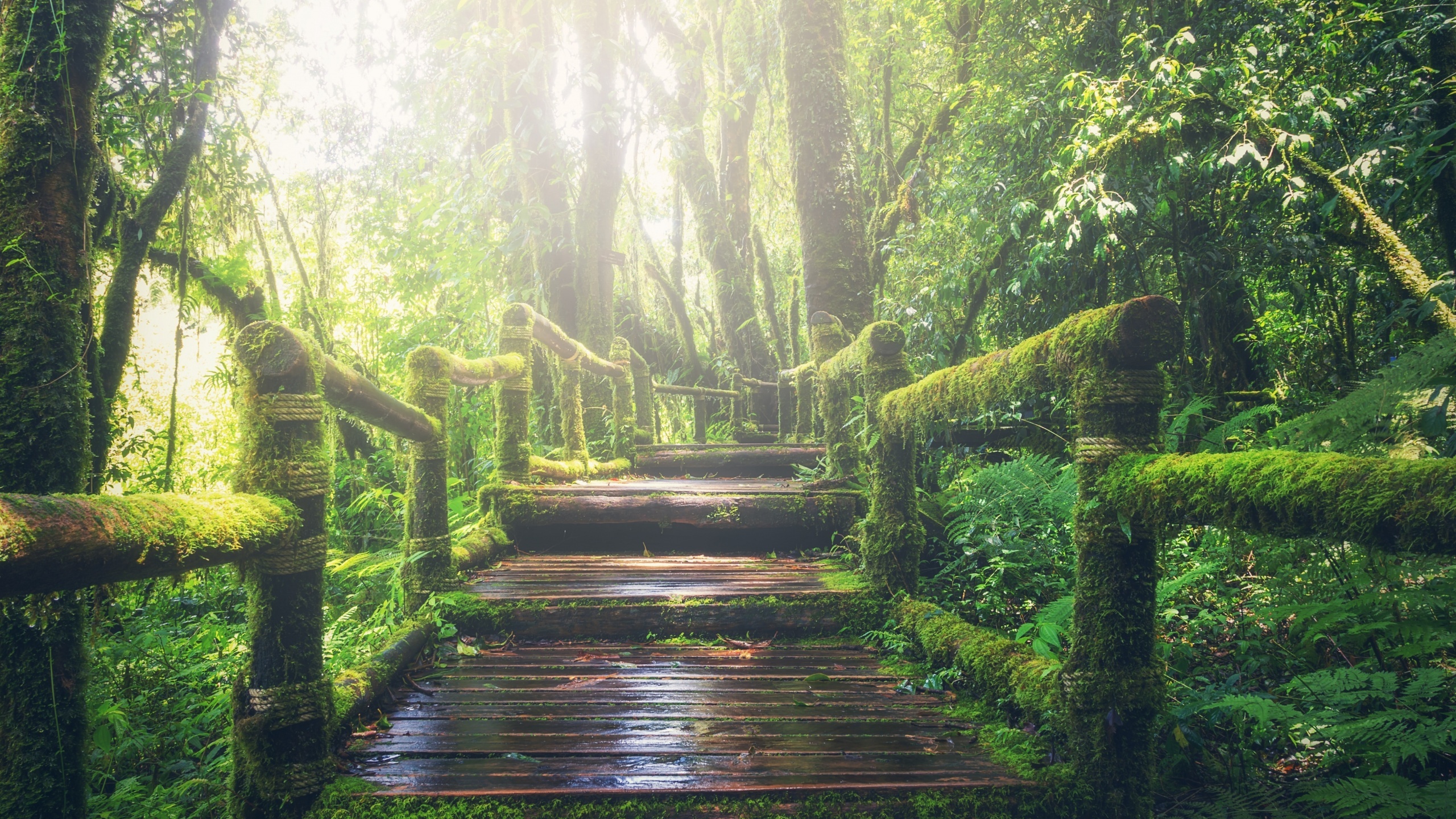 Rainforest path, Nature's bridge, Daylight stroll, Tropical wonderland, 2560x1440 HD Desktop
