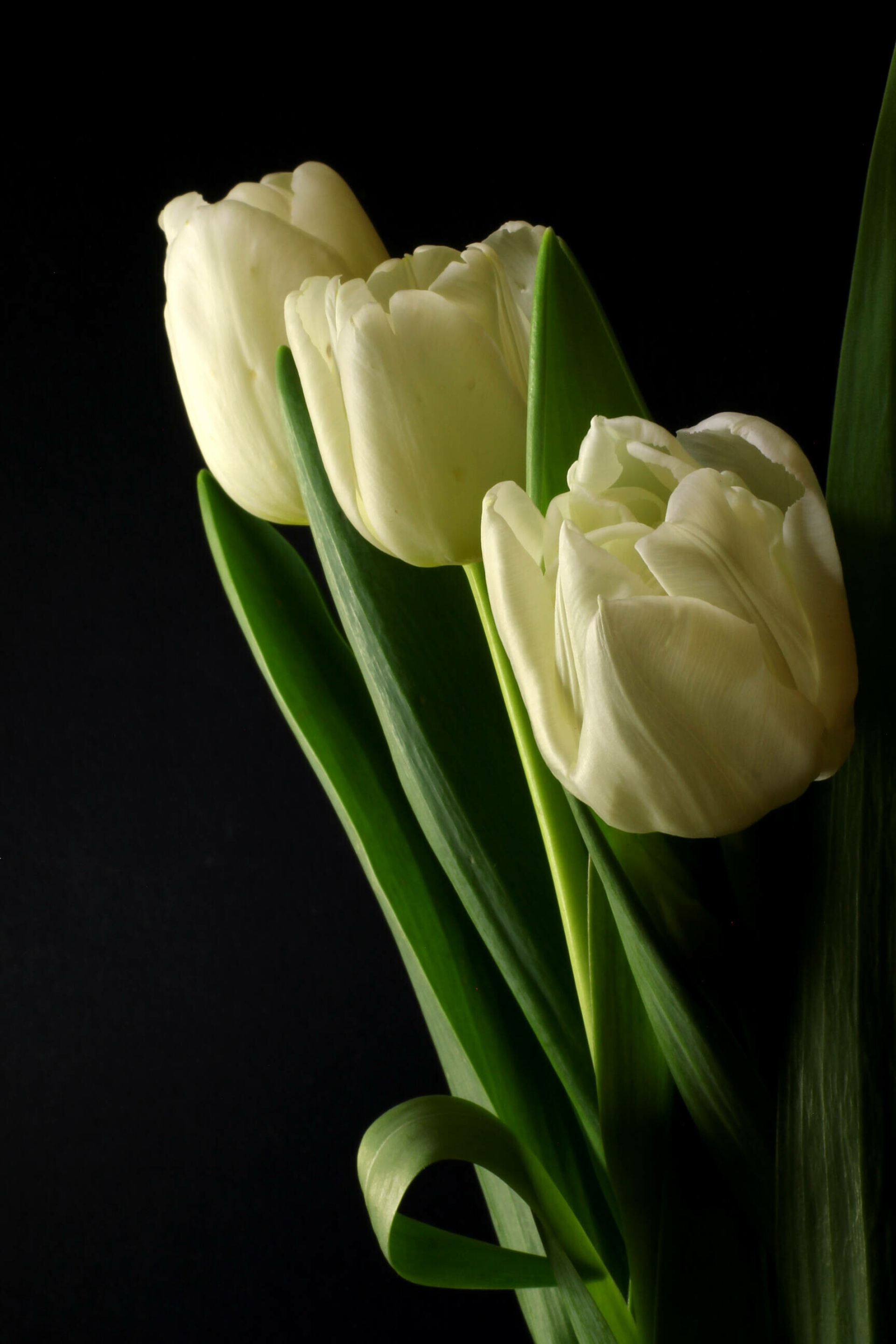 Tulip (Nature), Dark background, Tulip bouquet, License, 1920x2880 HD Phone