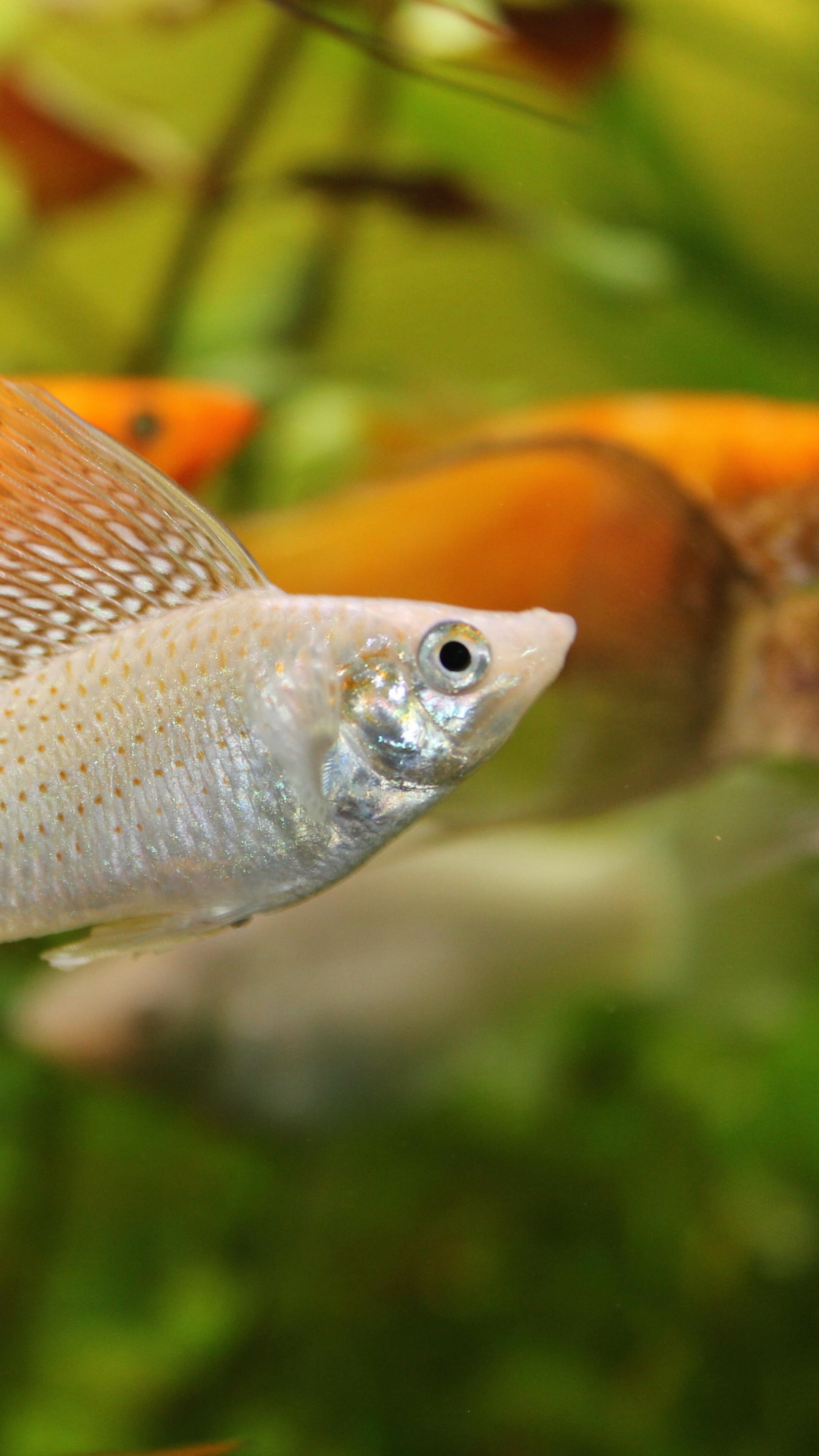 Mollienesia wallpaper, 5k 4k wallpaper, Fish aquarium water, Underwater worlds, 2160x3840 4K Phone