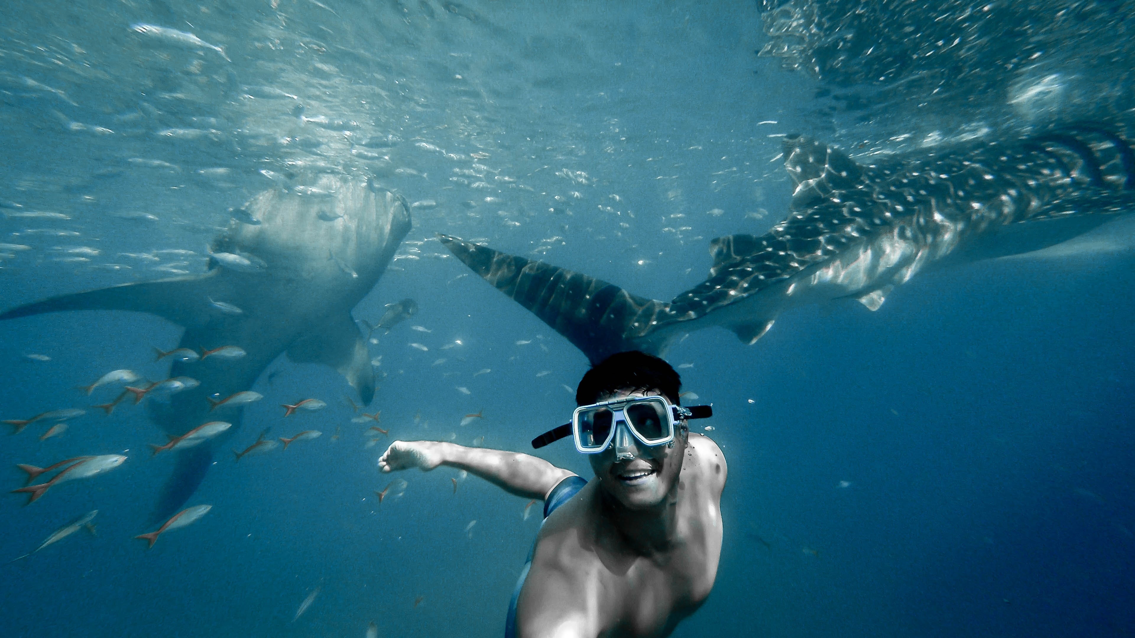 Snorkeling, Ultimate Guide, Whale Sharks, Deepblu Mag, 3840x2160 4K Desktop