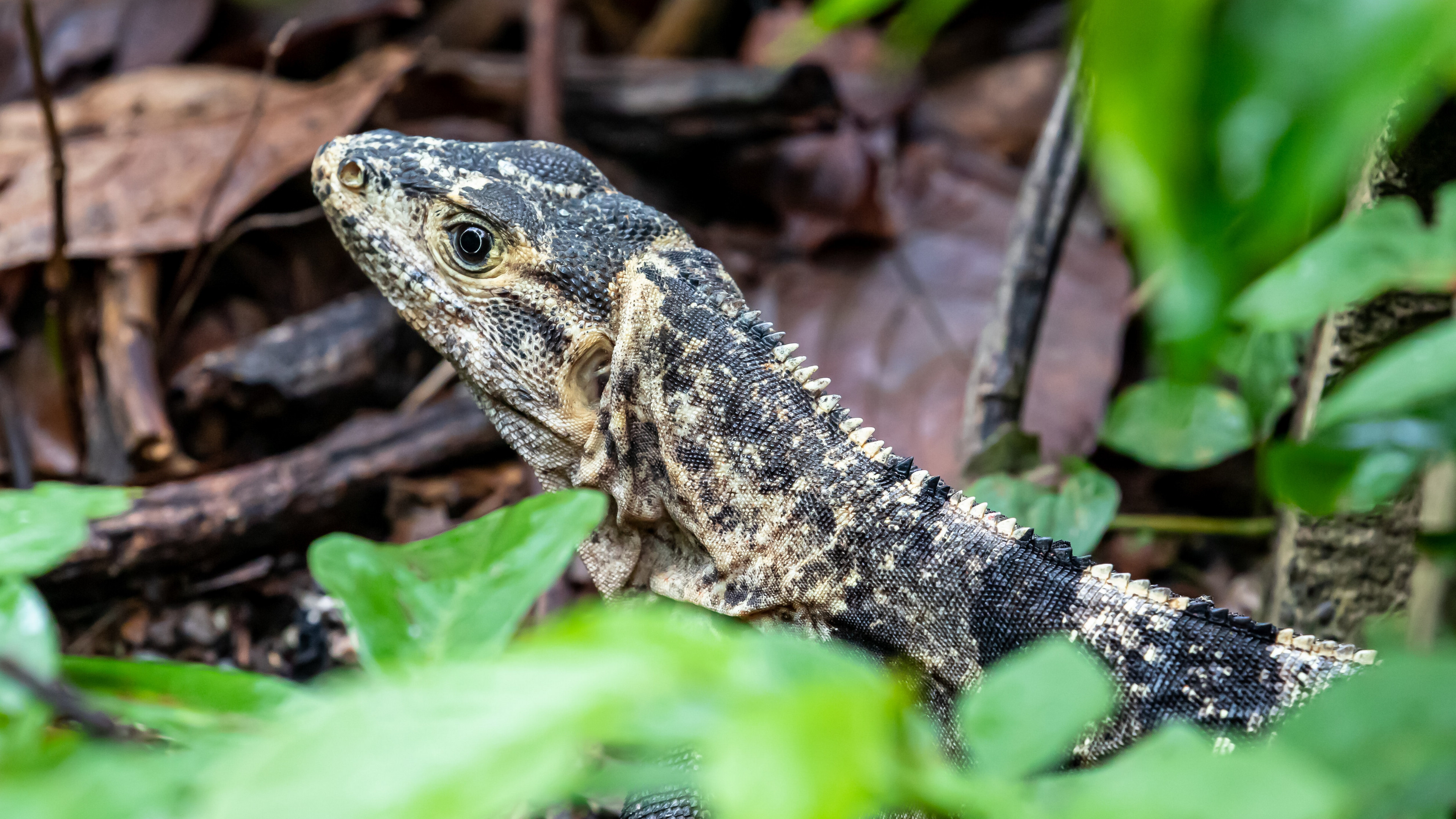 Lizard fascination, Reptilian marvels, Nature's beauty, Mesmerizing creatures, 3840x2160 4K Desktop