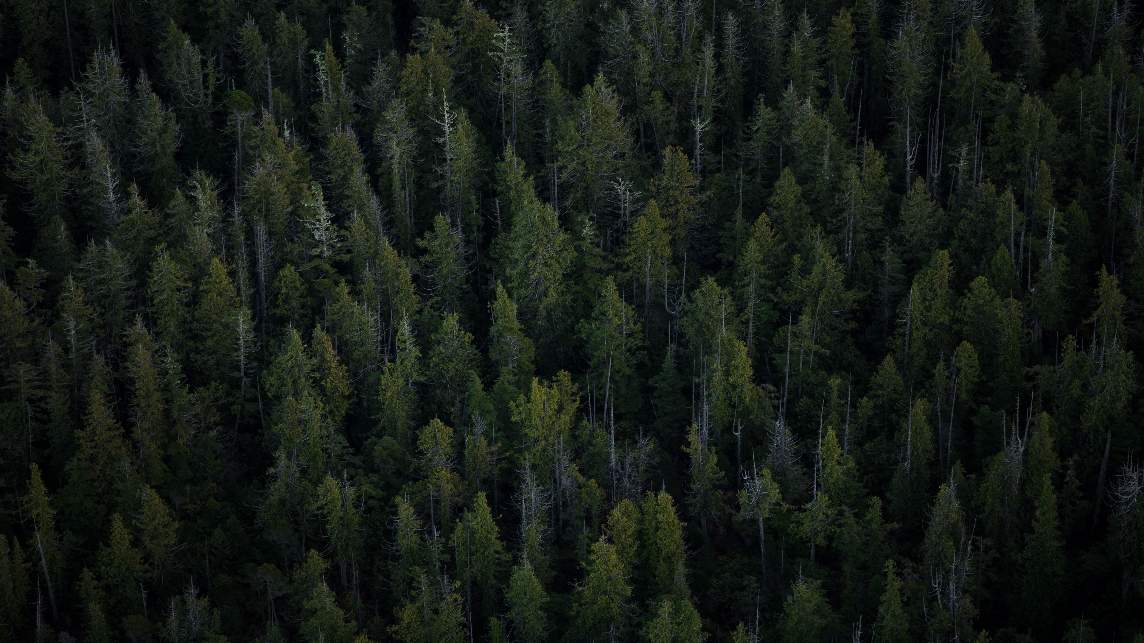 dense pine forest canopy, coniferous evergreen tree tops, overhead dark forest landscape, 4K Desktop wallpaper