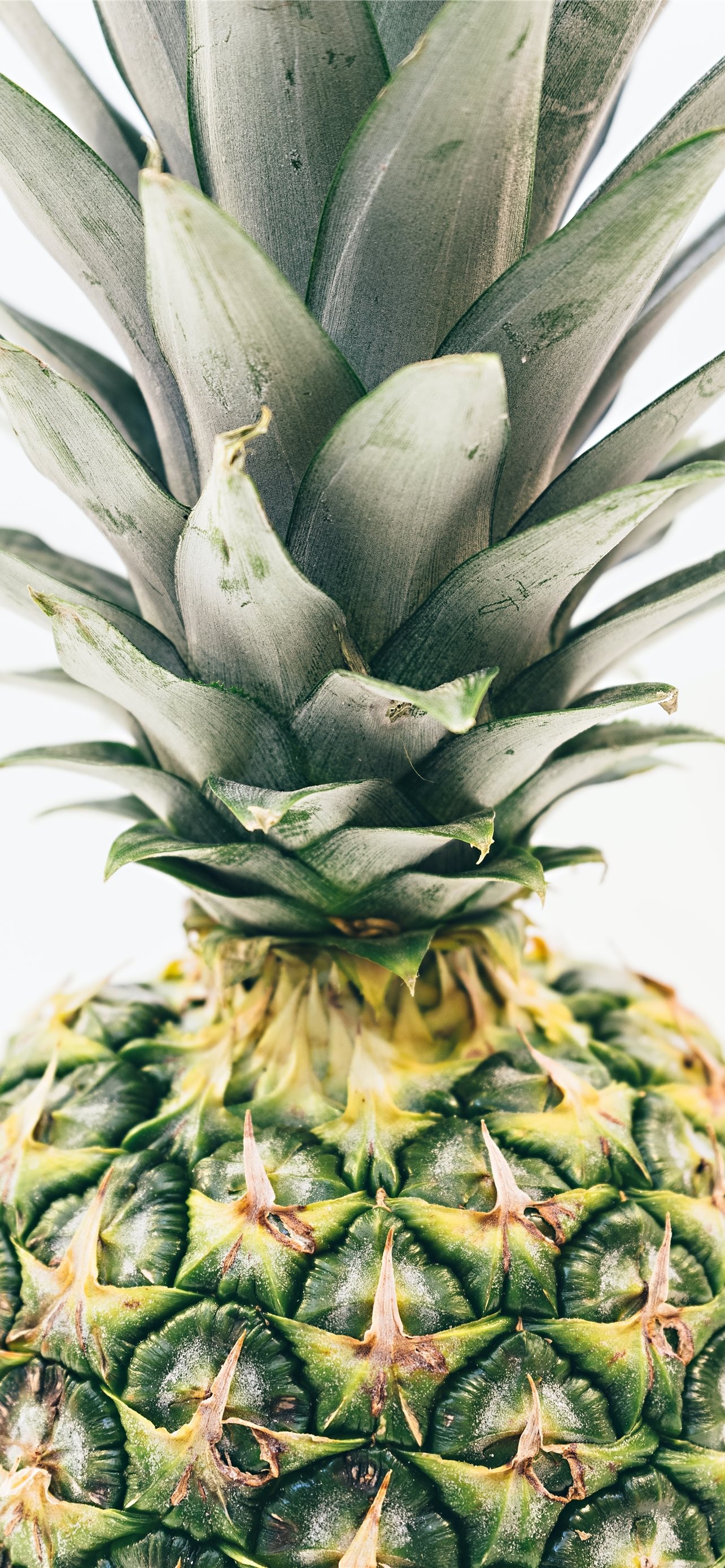 Best iPhone wallpapers, Pineapple, HD, Home screen, 1290x2780 HD Phone
