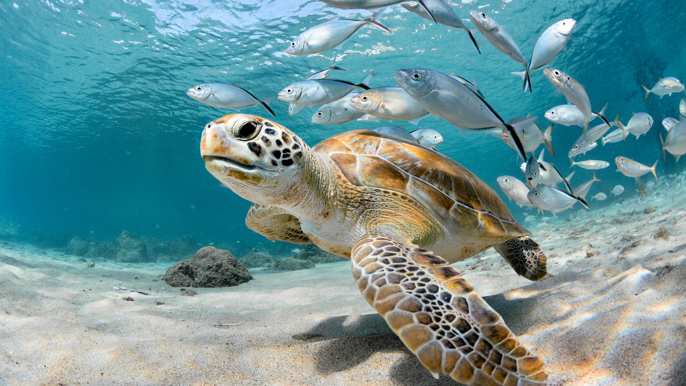 Fascinating ocean creatures, 2022 discoveries, Amazing marine life, Underwater wonders, 2400x1350 HD Desktop
