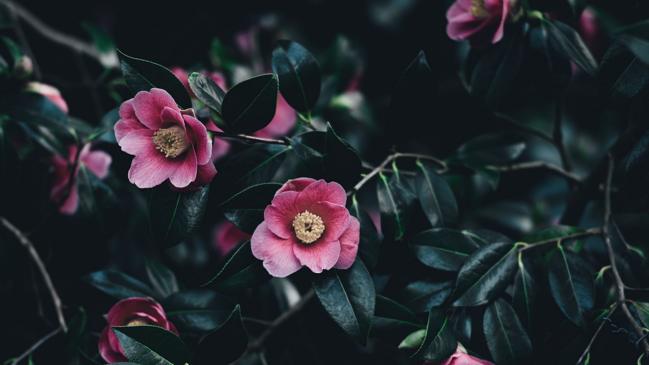 Sasanqua, Camellia Wallpaper, 2560x1440 HD Desktop