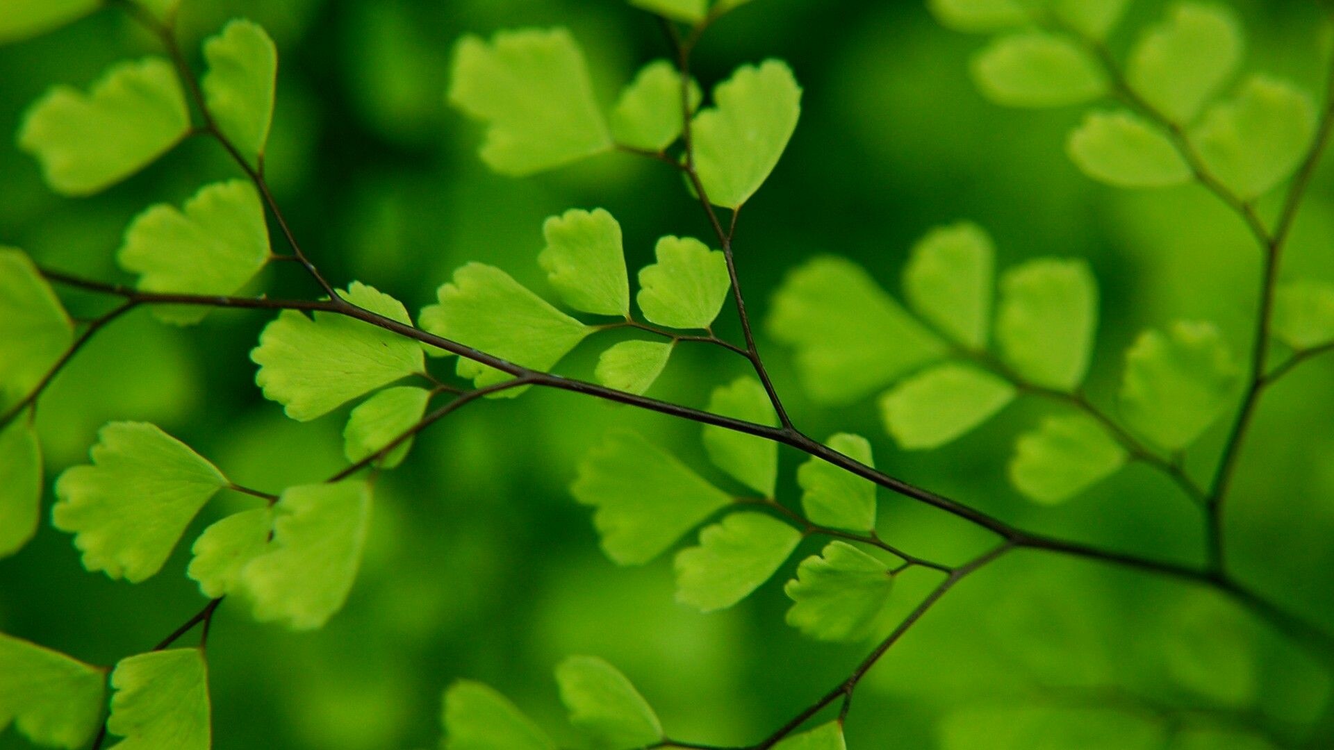 Adiantum, Leaves Wallpaper, 1920x1080 Full HD Desktop