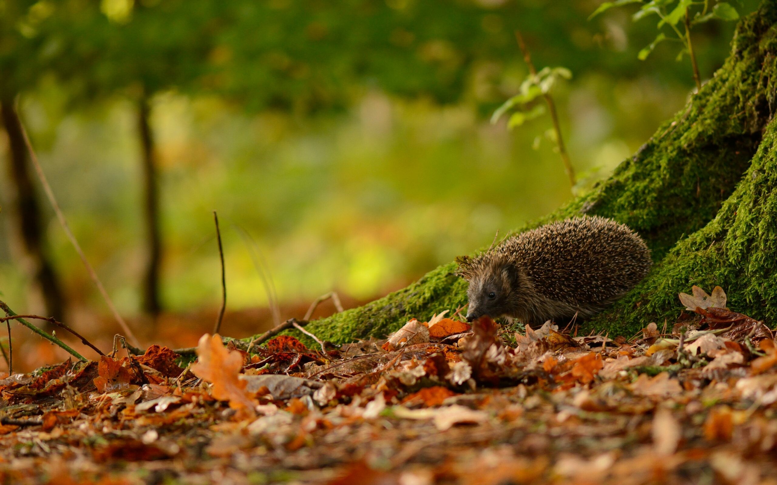 Hedgehog, Cuteness overload, Adorable quills, Captivating expressions, 2560x1600 HD Desktop