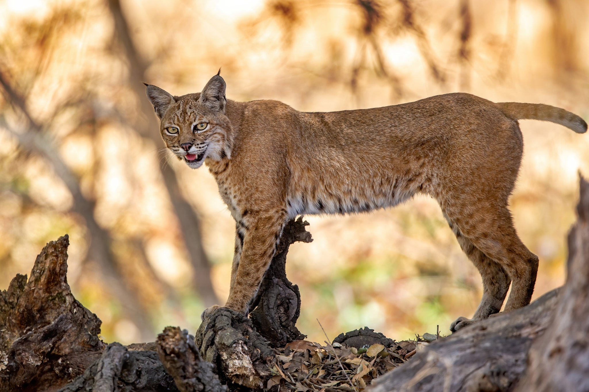 Lynx wonder, Enigmatic creature, Mesmerizing gaze, Captivating predator, 2050x1370 HD Desktop