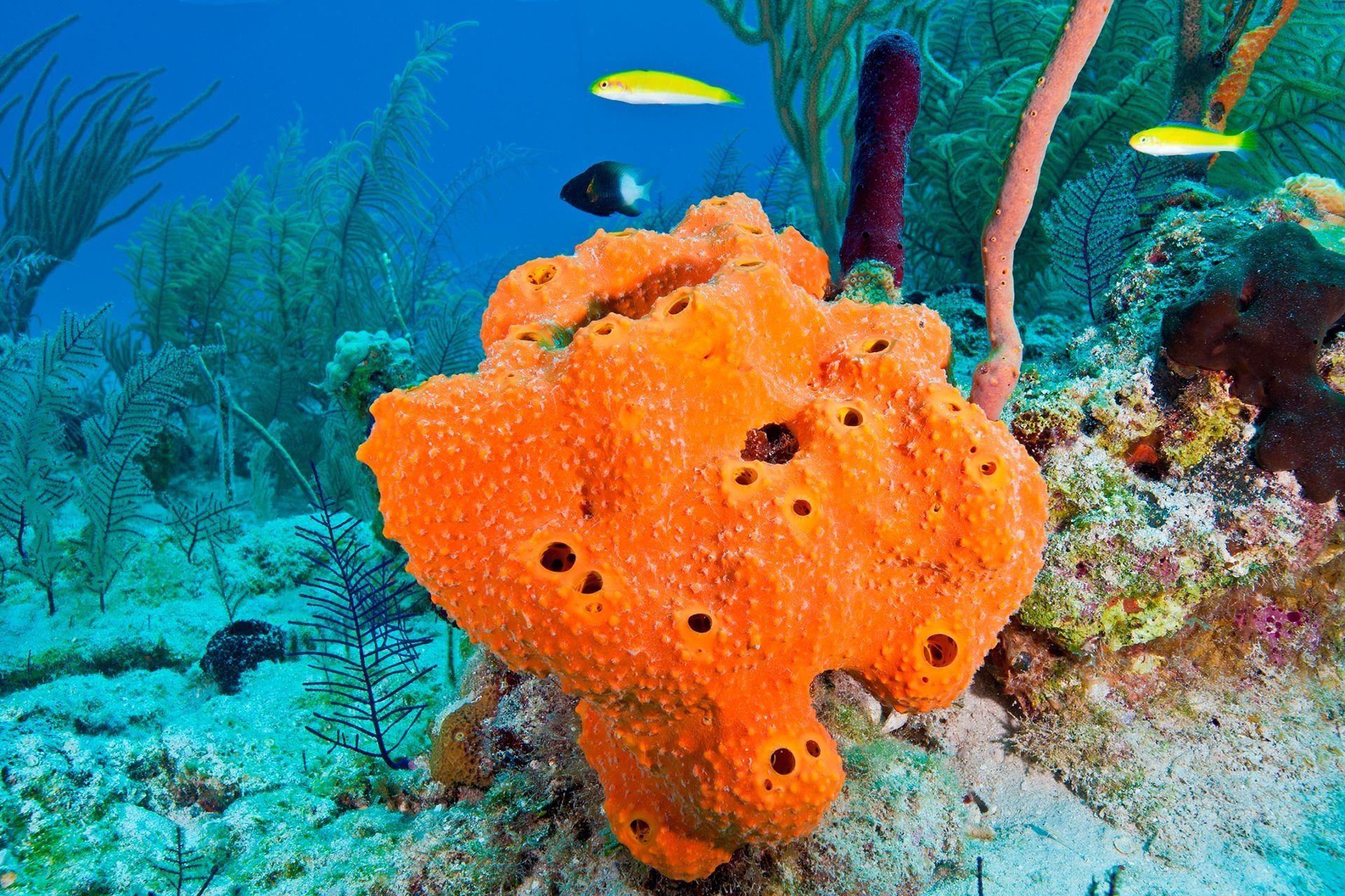 Sea sponge, Ecological artist, Aquatic beauty, Artofit masterpiece, 1920x1280 HD Desktop