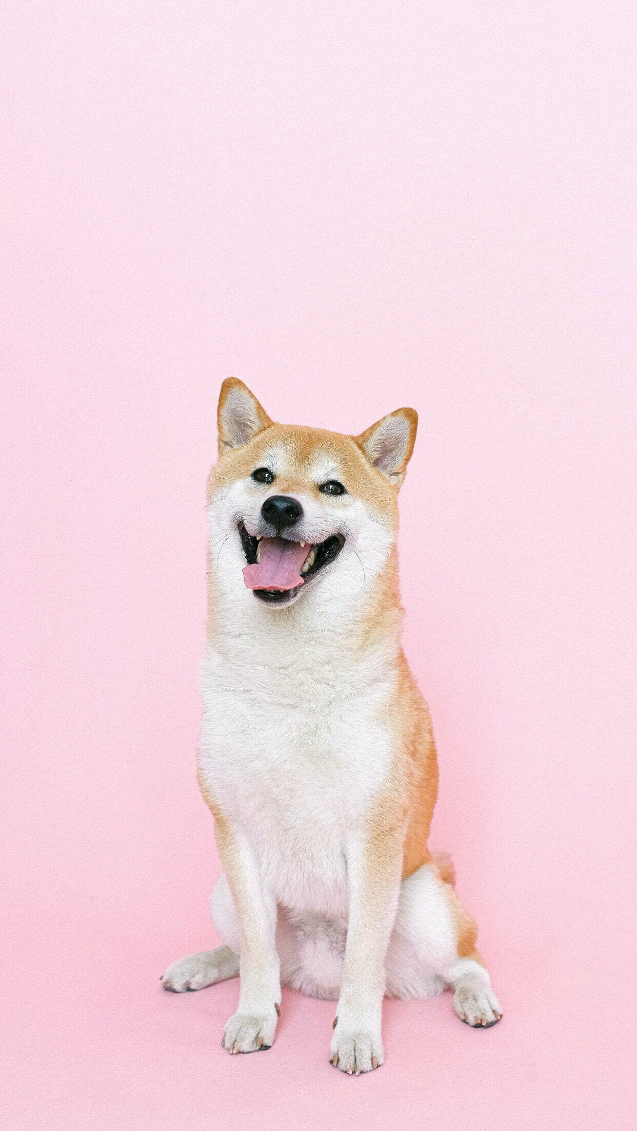 Shiba Inu, Dogs Wallpaper, 1250x2210 HD Phone