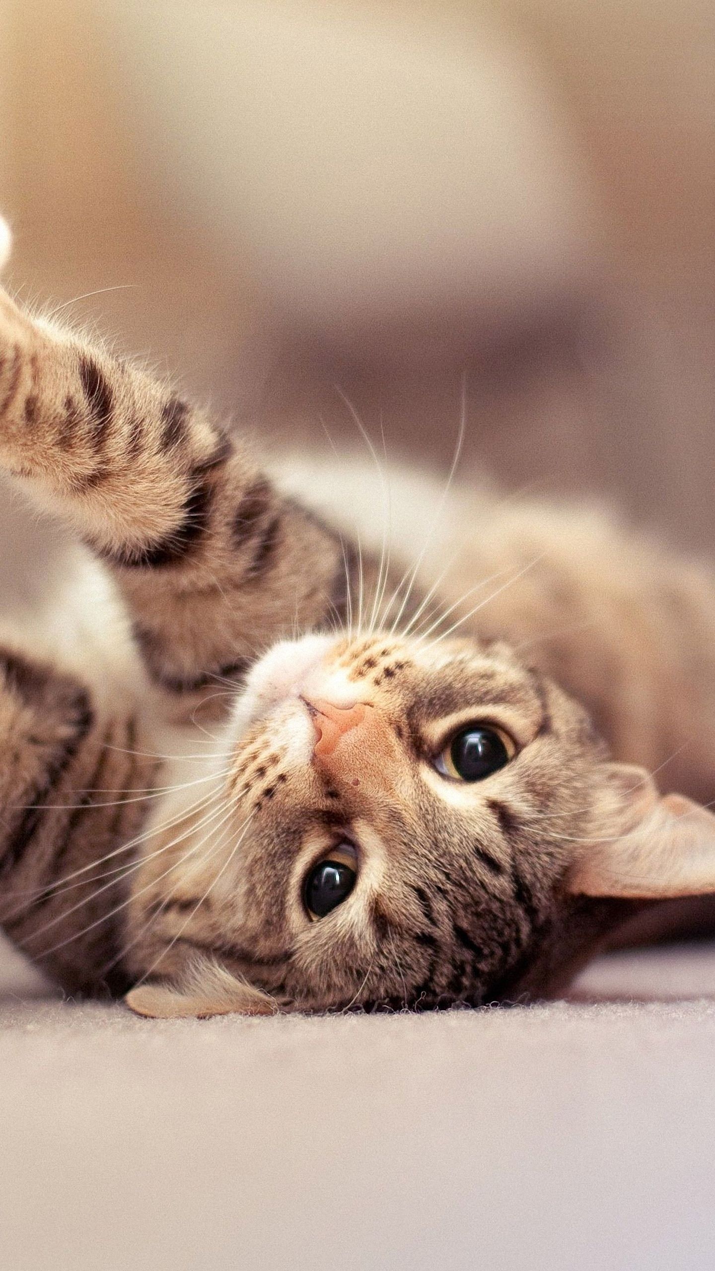 playful brown tabby cat, raised striped cat paw, soft beige carpet, HD Phone wallpaper