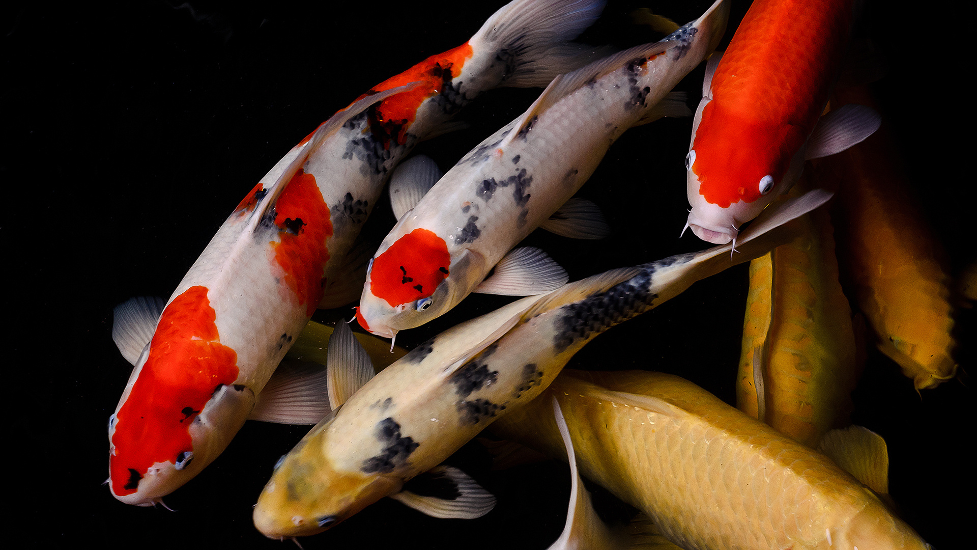 Koi wallpapers, Animal HQ, 4k wallpapers, Vivid colors, 1920x1080 Full HD Desktop