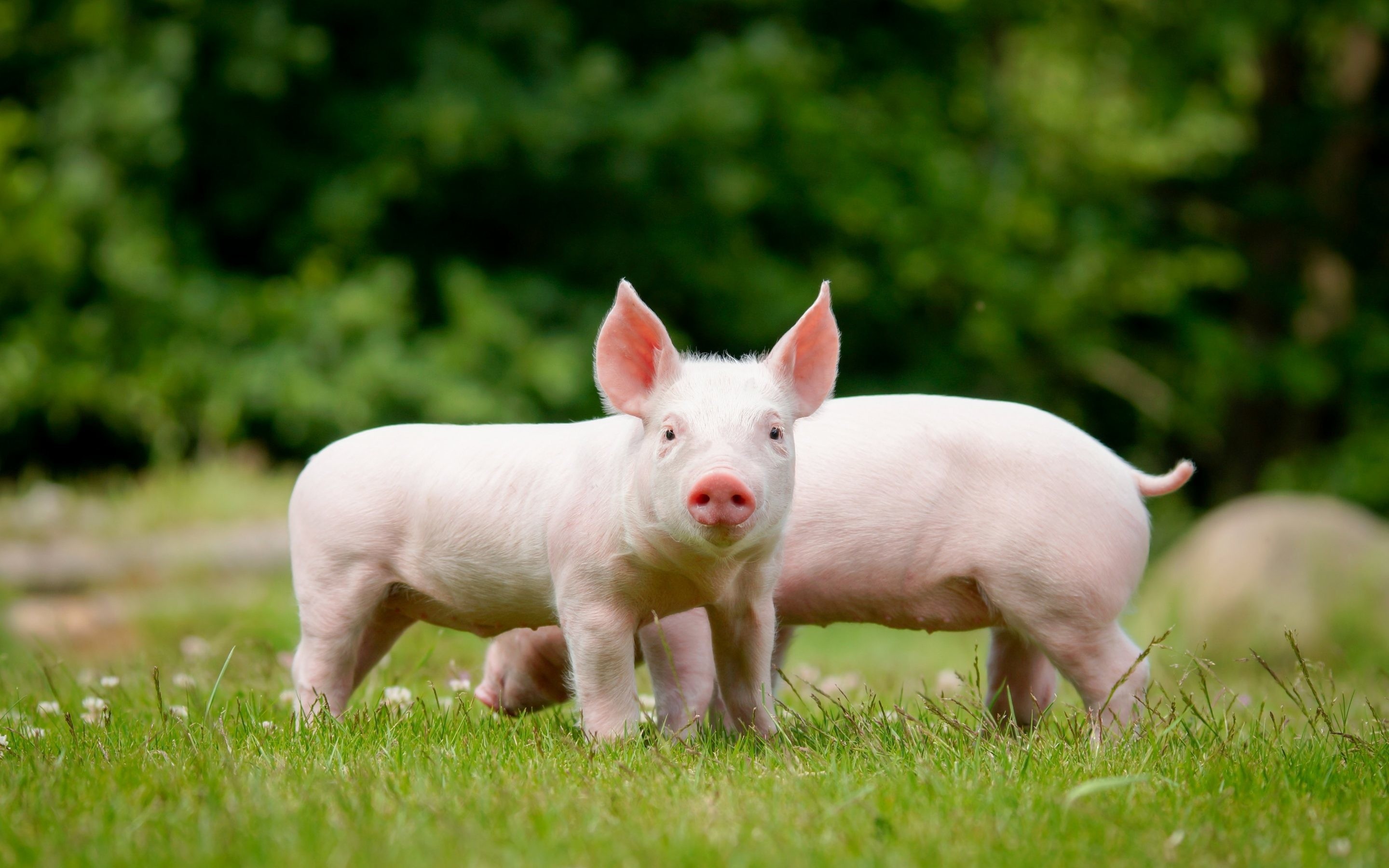 Rustic farm scene, Pig farm life, Farmland's residents, Rural pig wallpaper, 2880x1800 HD Desktop