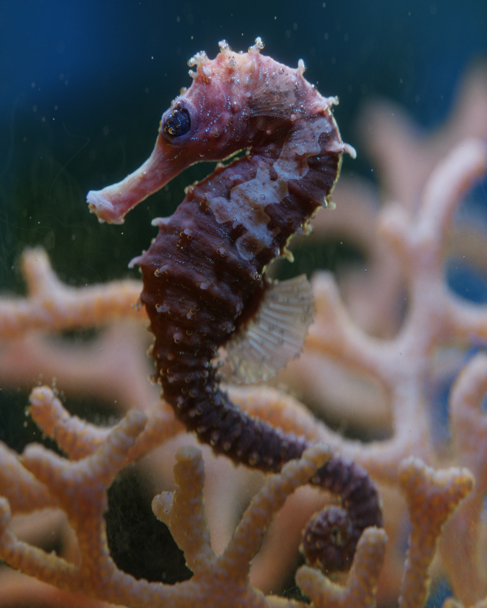 The New Holland, Seahorses Wallpaper, 1650x2050 HD Phone