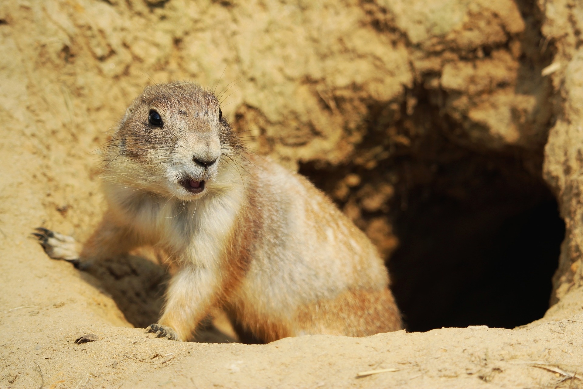 Interesting Prairie Dog Facts, Lesser known trivia, 1920x1290 HD Desktop