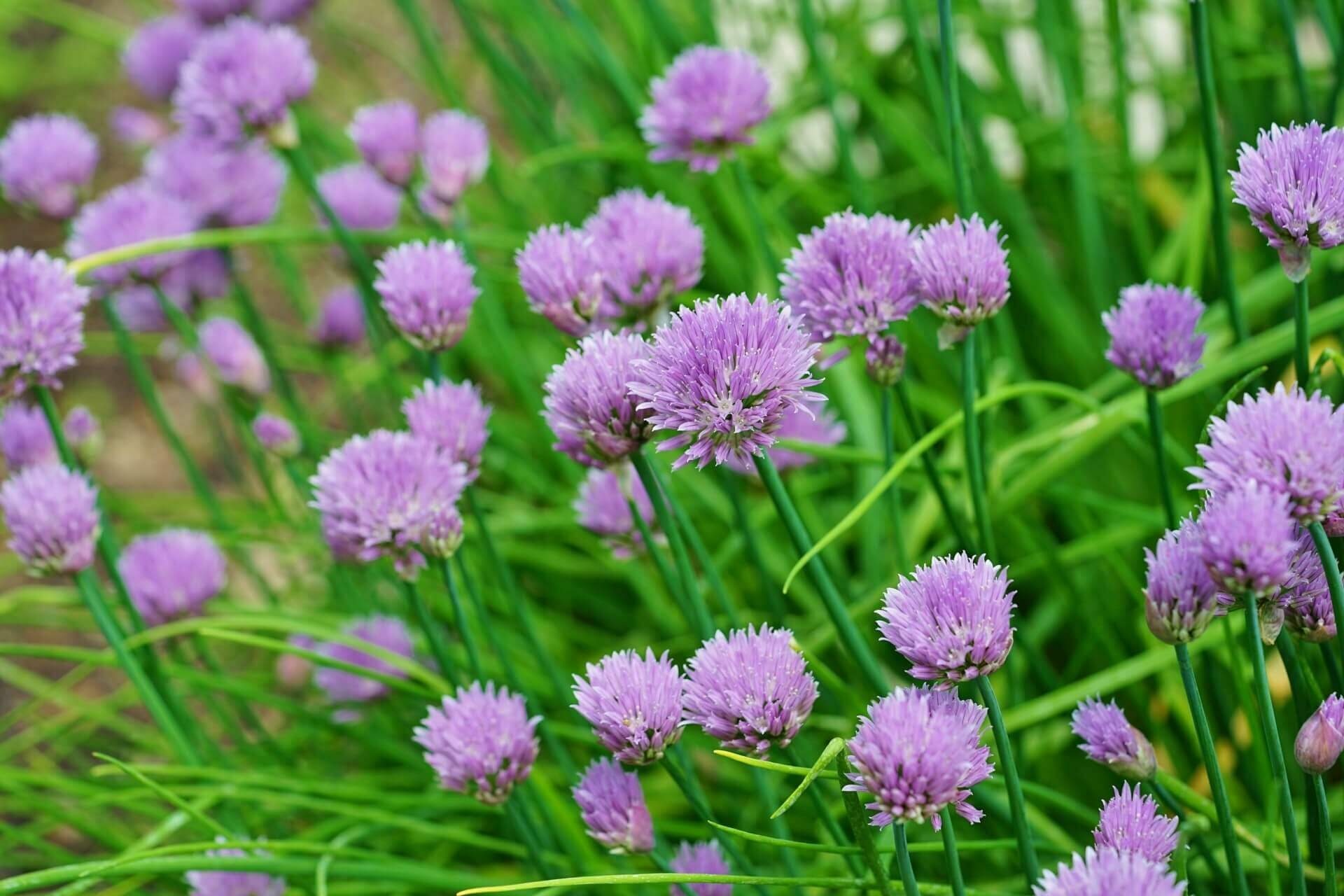 Large chives, Eu0026j urban farms, Culinary herb, Food, 1920x1280 HD Desktop