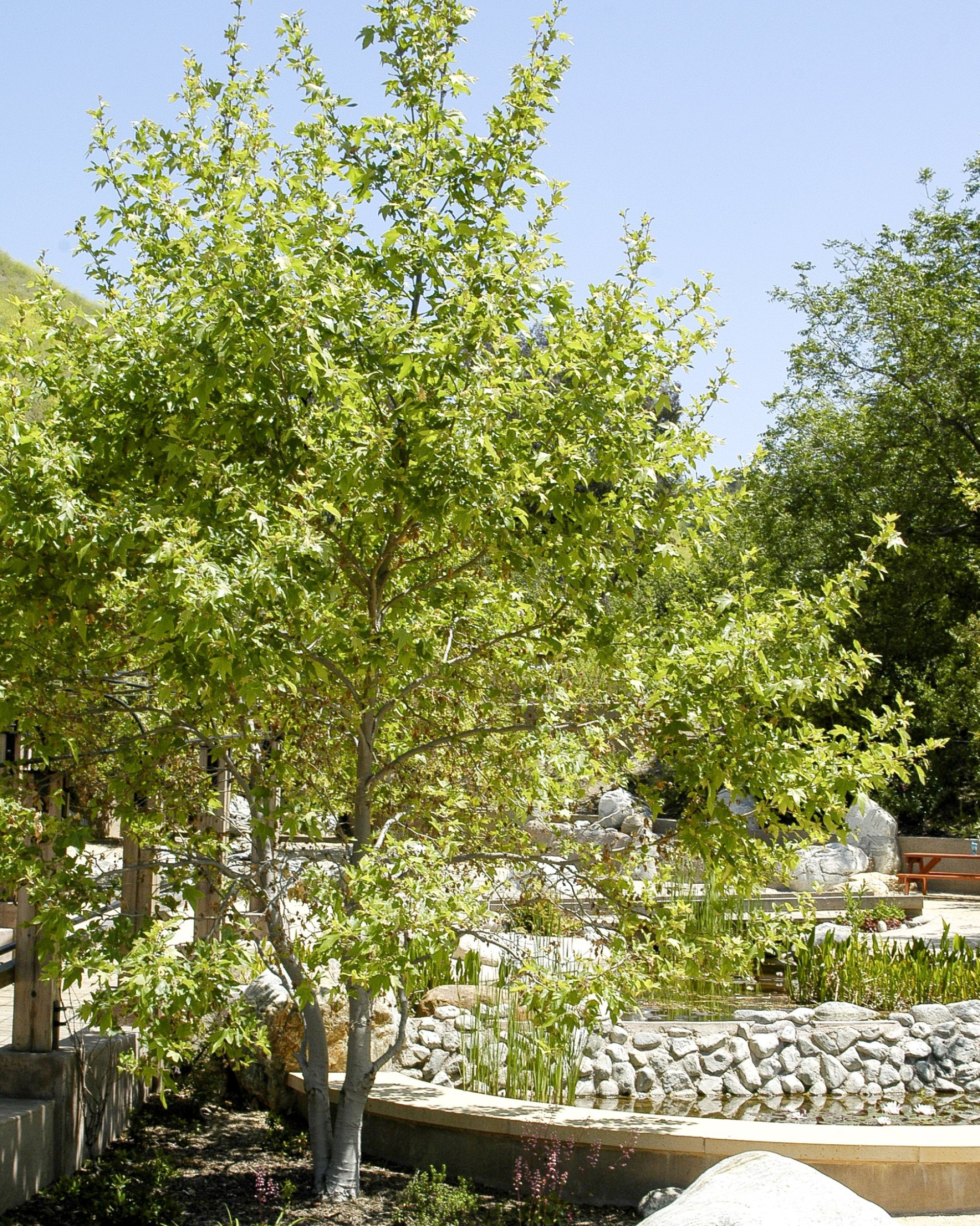 Western Sycamore, Inland Valley Garden Planner, 1920x2400 HD Phone