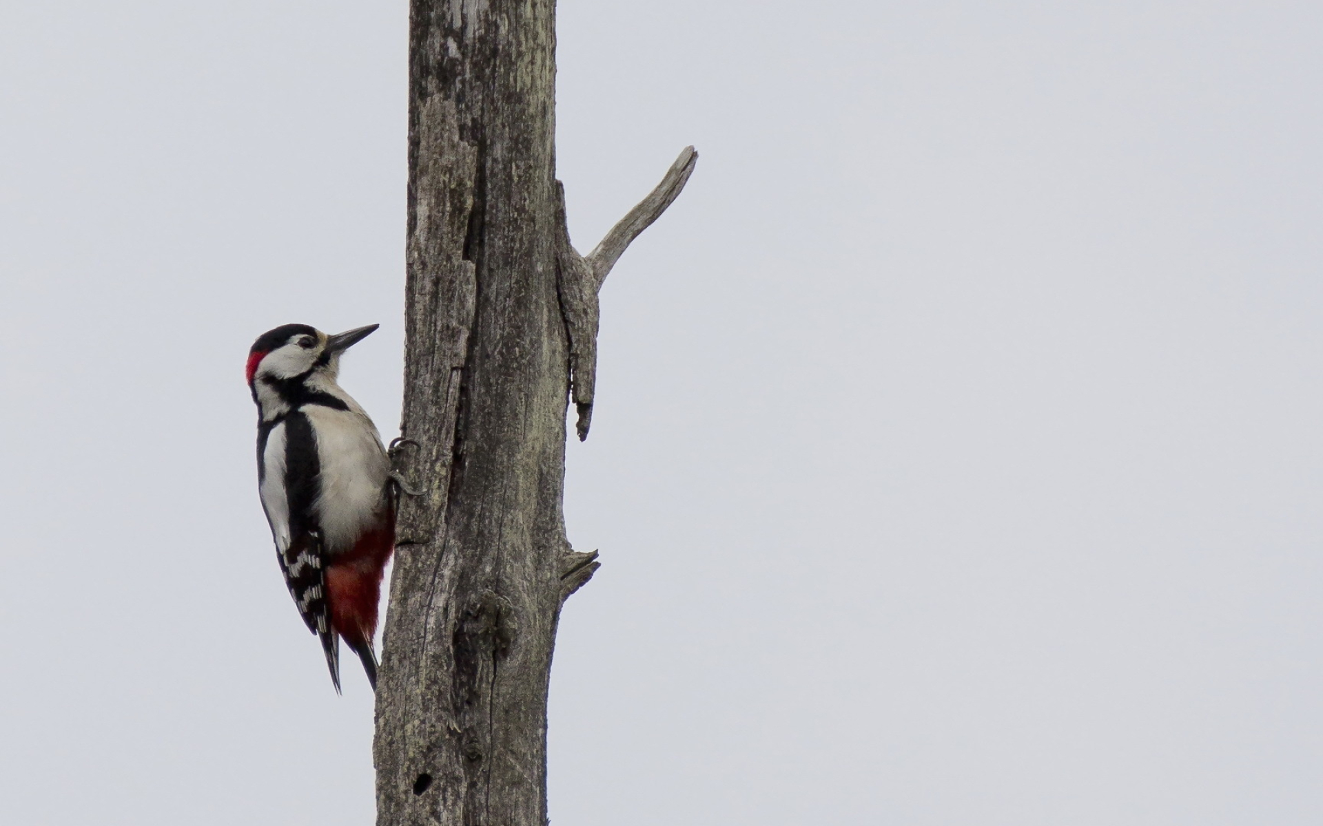 Woodpecker illustration wallpaper, Artistic bird, Visual masterpiece, Nature's creation, 1920x1200 HD Desktop