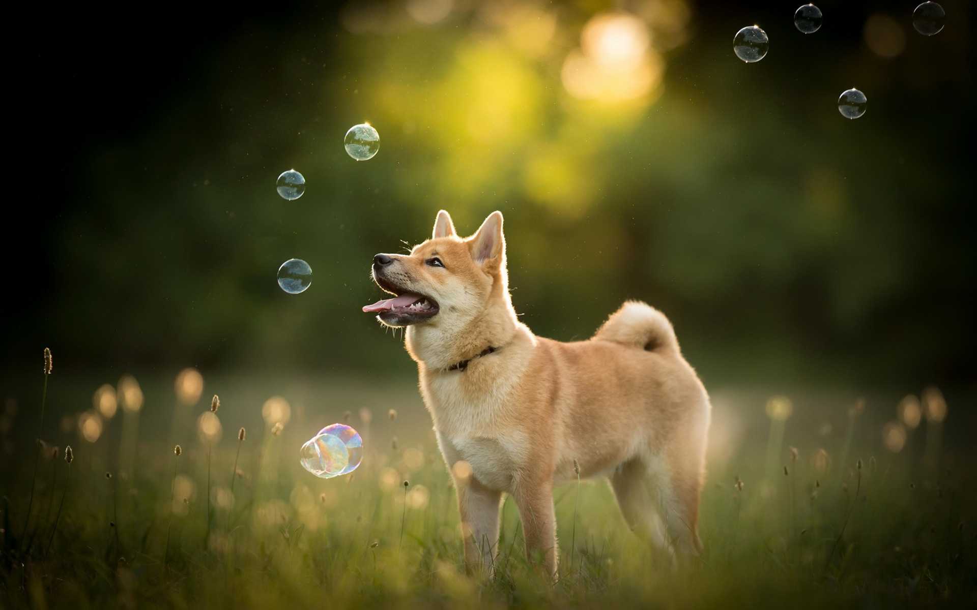 Akita inu puppy, lawn dogs forest, 1920x1200 HD Desktop