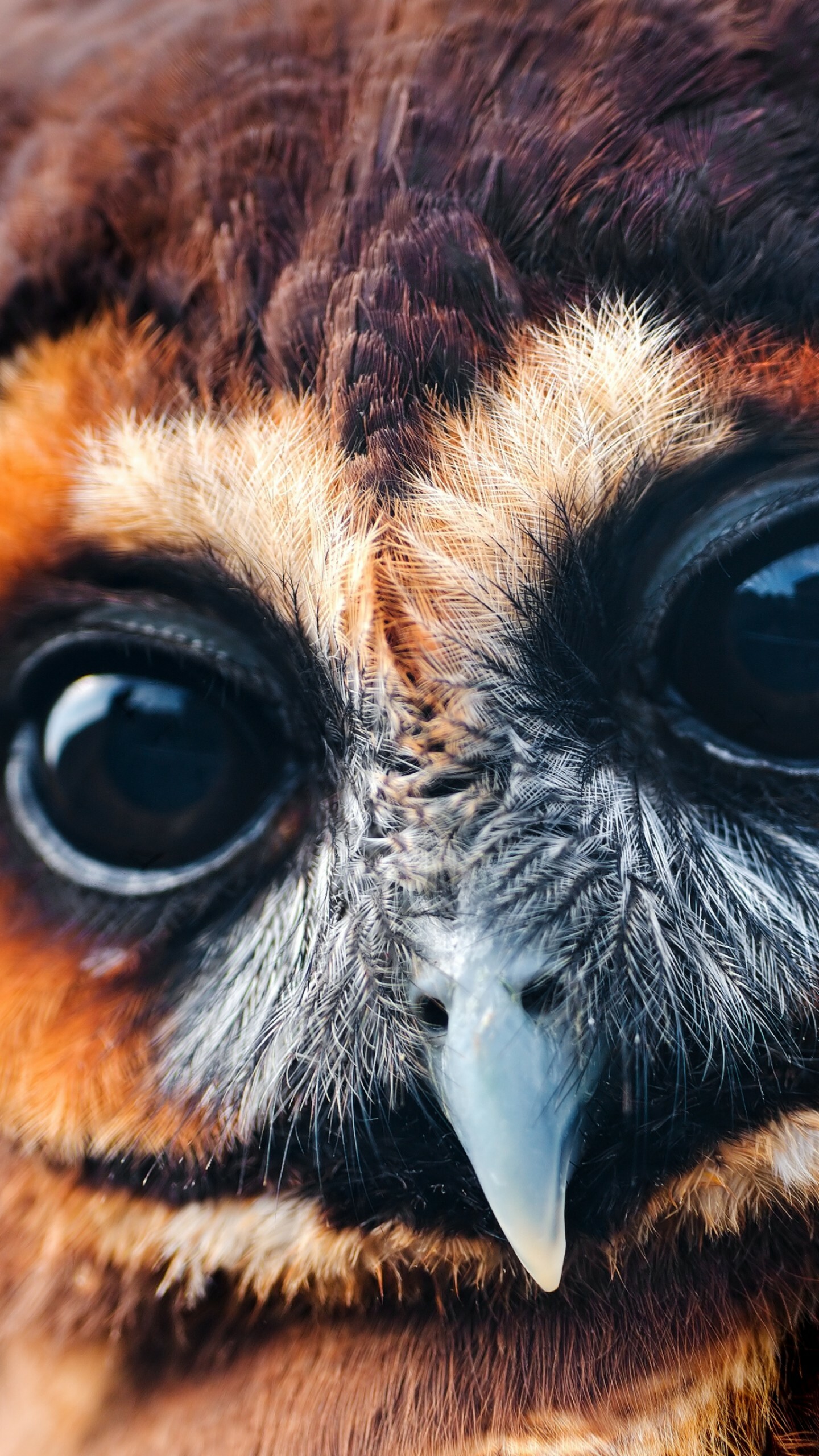 National Geographic funny animal wallpapers, Amusing owl picture, Expressive eyes, Playful wildlife, 1440x2560 HD Phone