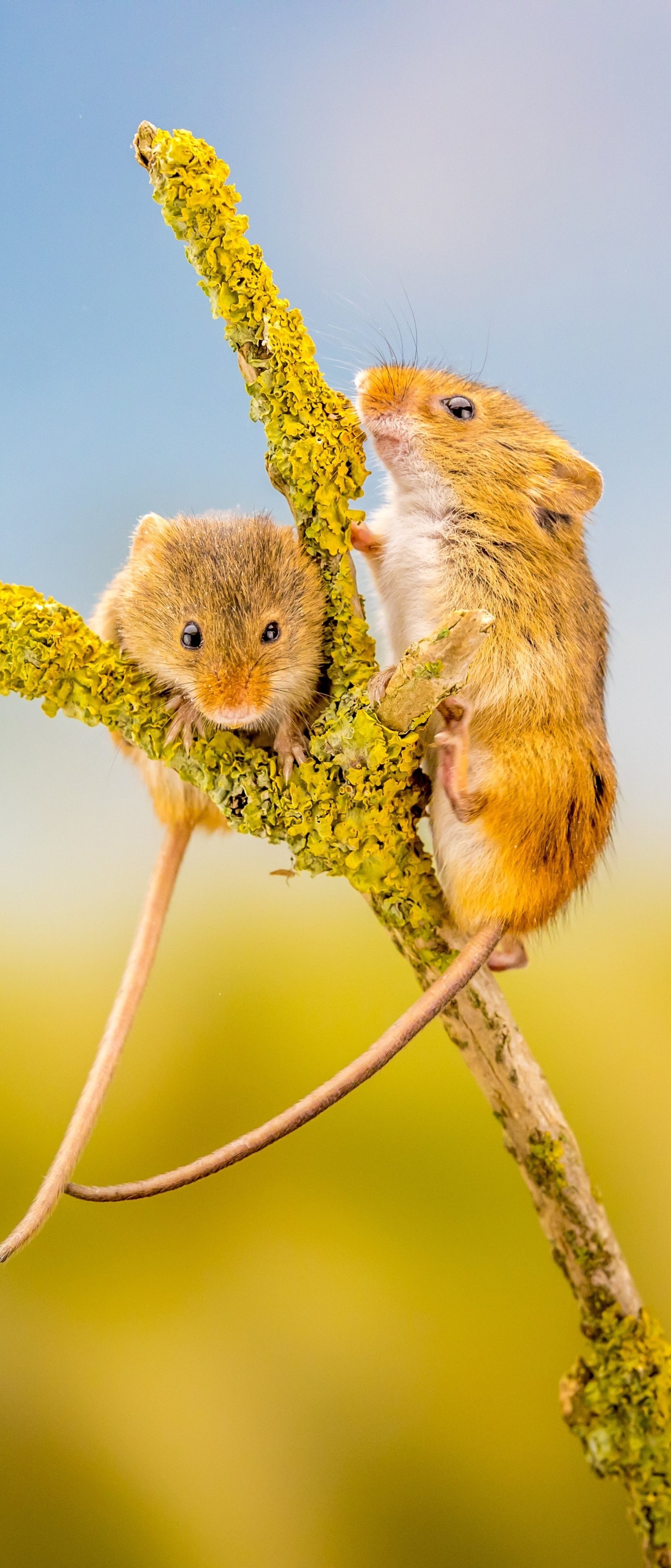 Mouse, small mammal, woodland creature, animal kingdom, 1650x3840 HD Phone