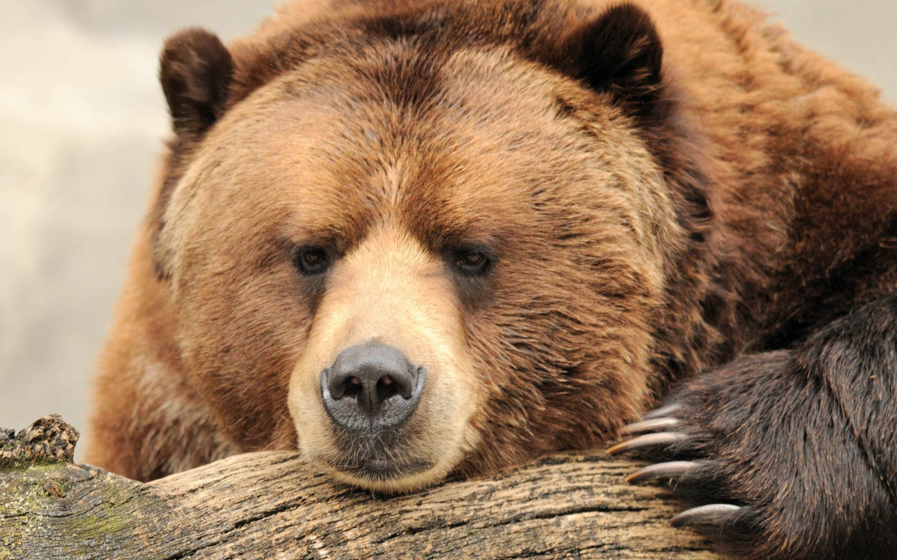 Free high-definition wallpapers, Bear species appreciation, Mighty creatures, Wildlife photography, 2880x1800 HD Desktop