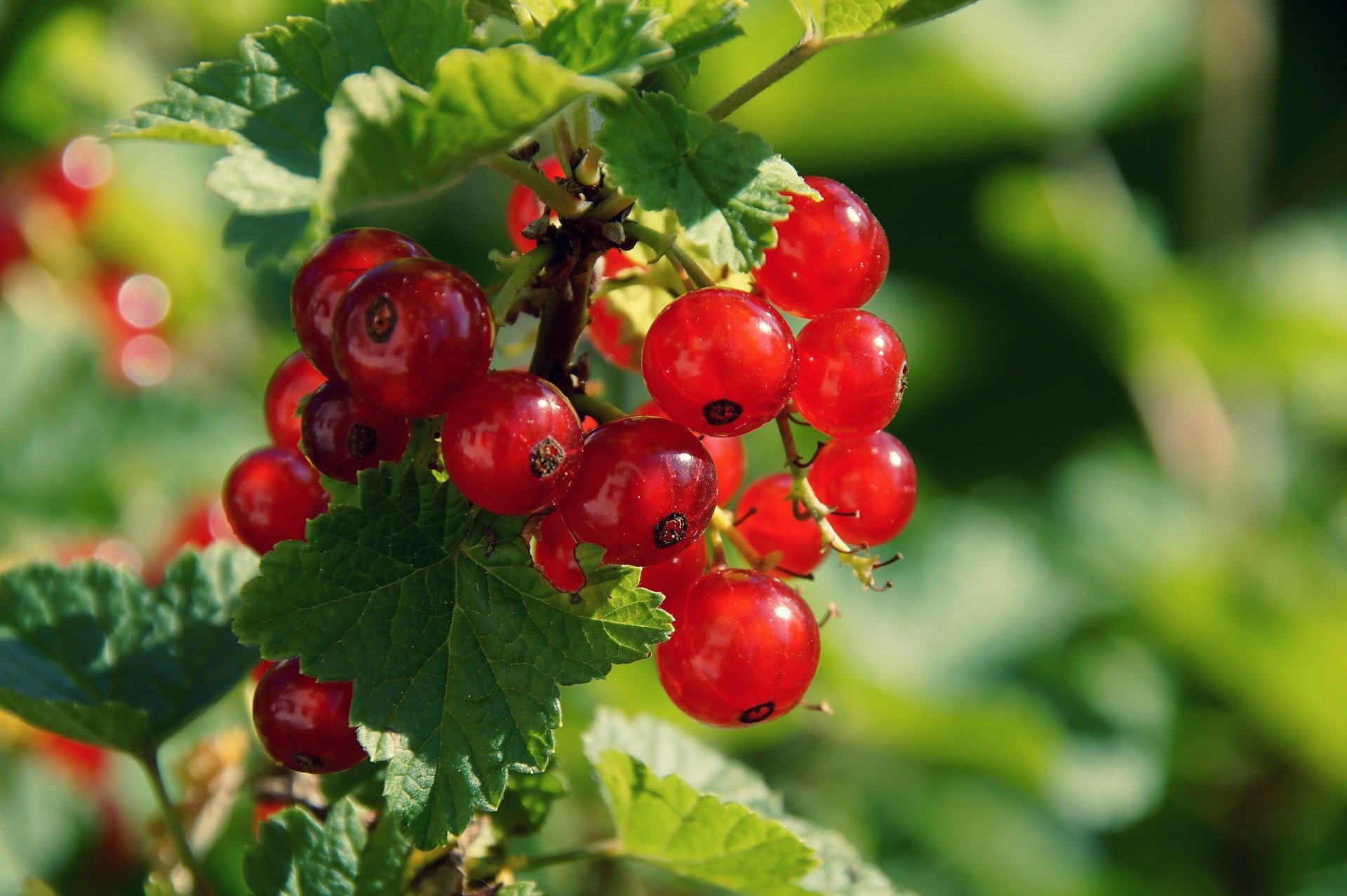 Beautiful currants, Burst of color, Fruity wallpaper, Nature's gems, 1920x1280 HD Desktop