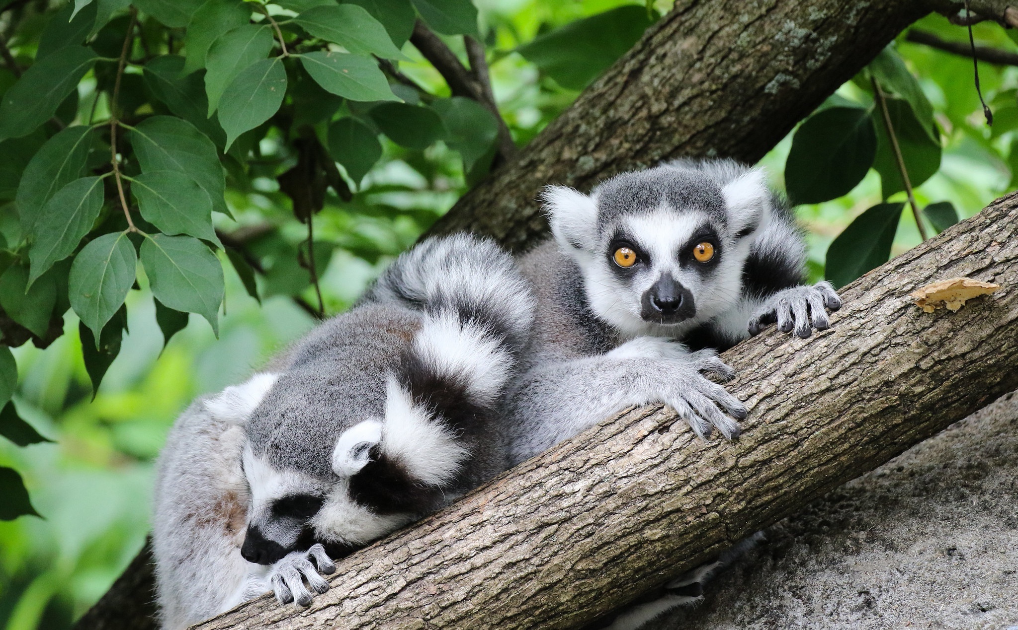 Lemur portrait, Striking wallpaper, Captivating image, Animal allure, 2050x1270 HD Desktop