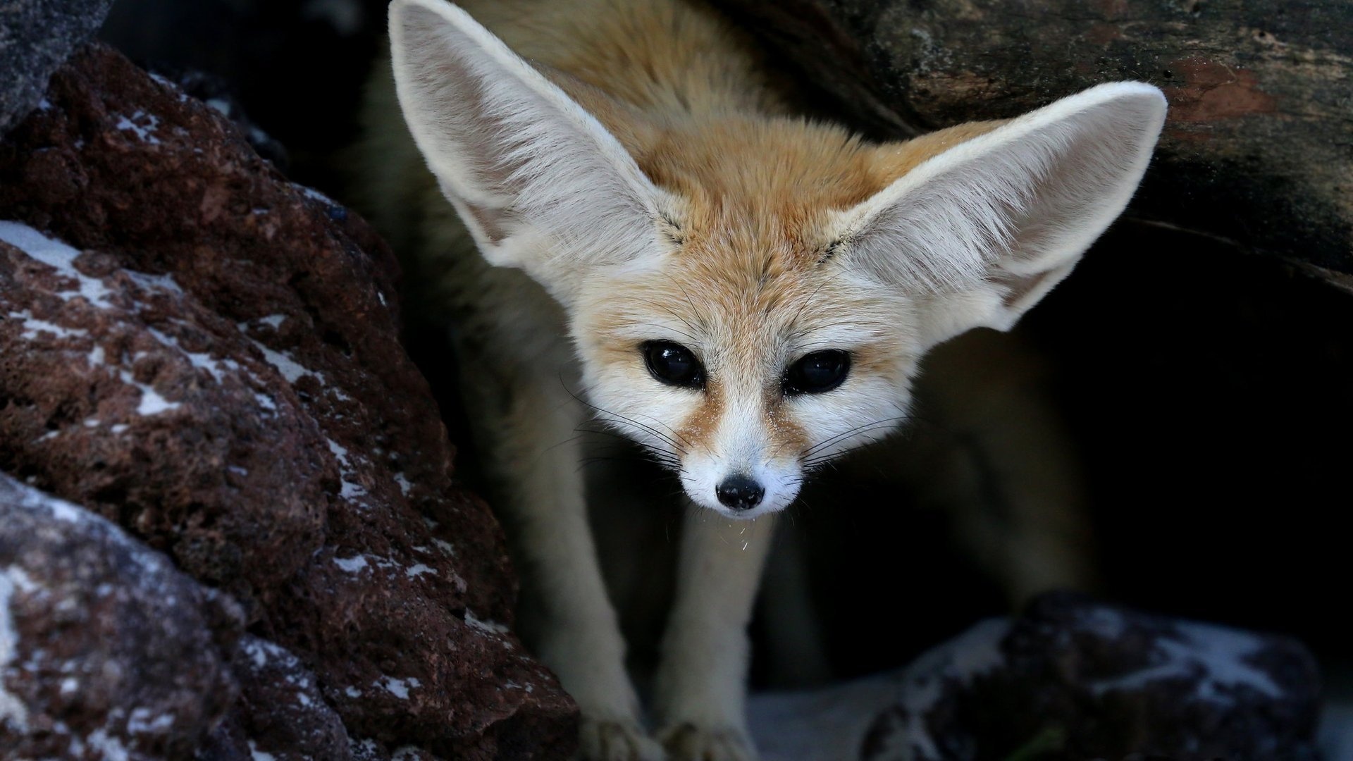 Fennec Fox, Windows theme, Custom desktop design, Fennec fox wallpaper, 1920x1080 Full HD Desktop