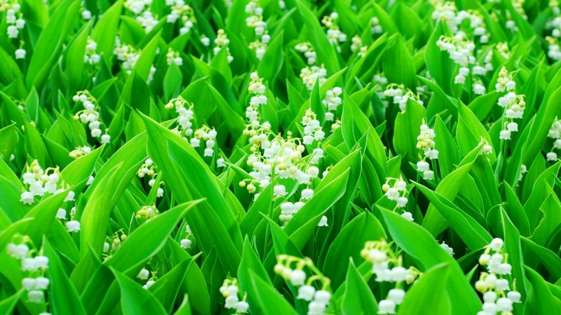 Lily of the Valley wallpapers, Floral beauty, Nature backgrounds, Flower, 1920x1080 Full HD Desktop