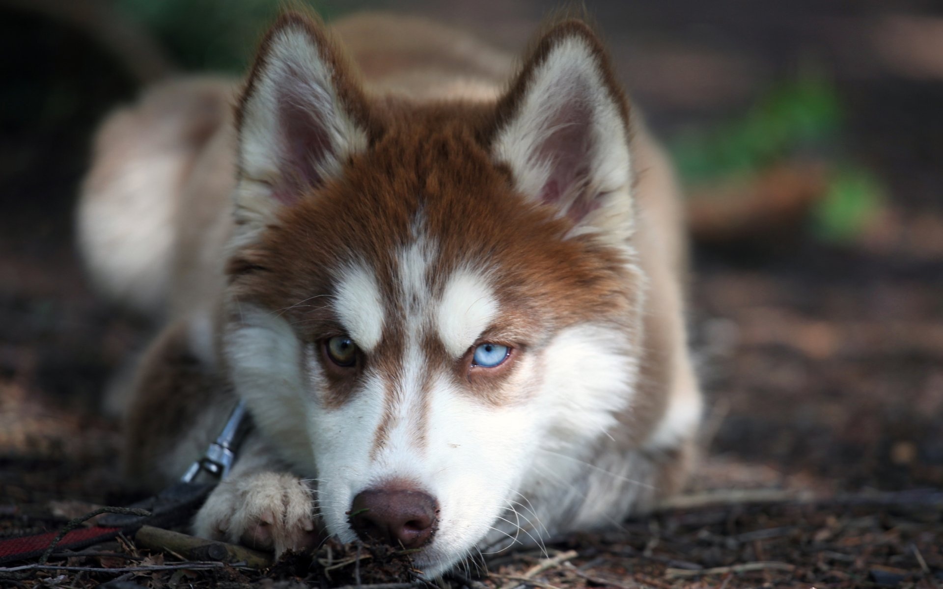 Siberian husky, HD wallpapers, 1920x1200 HD Desktop