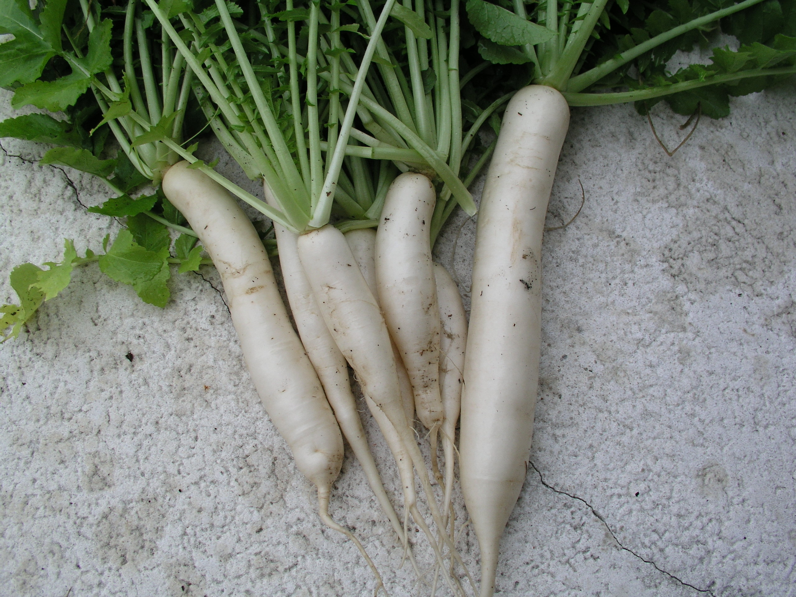 Daikon radish, Asian cuisine, Versatile ingredient, Delicious flavor, 2560x1920 HD Desktop