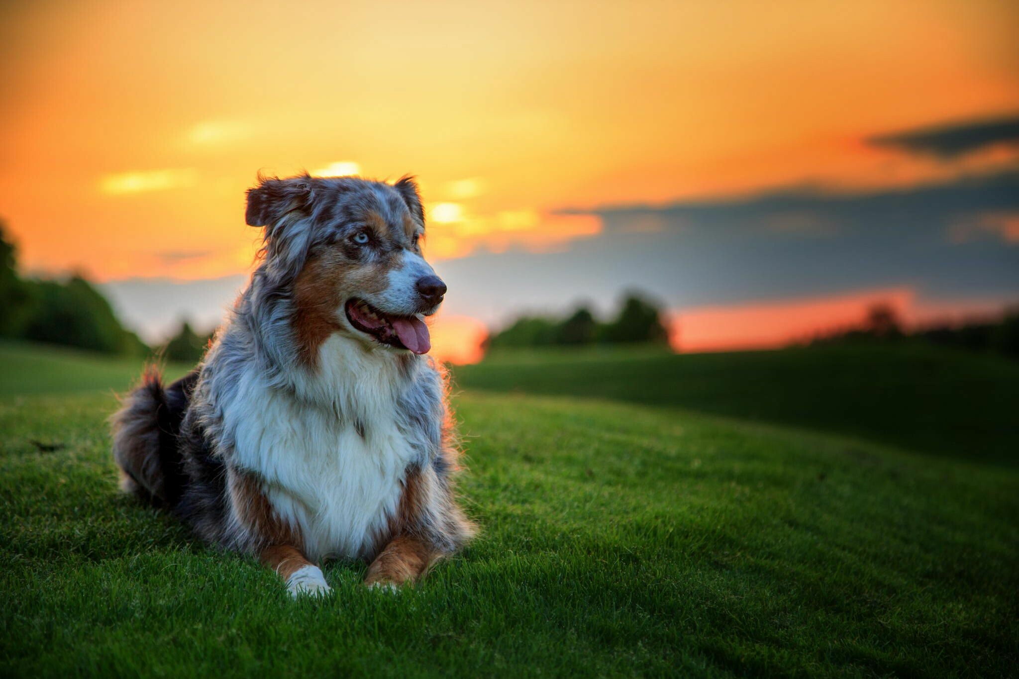 Dog Wallpapers Desktop Wallpaper Dog Wallpapers Desktop Wallpaper