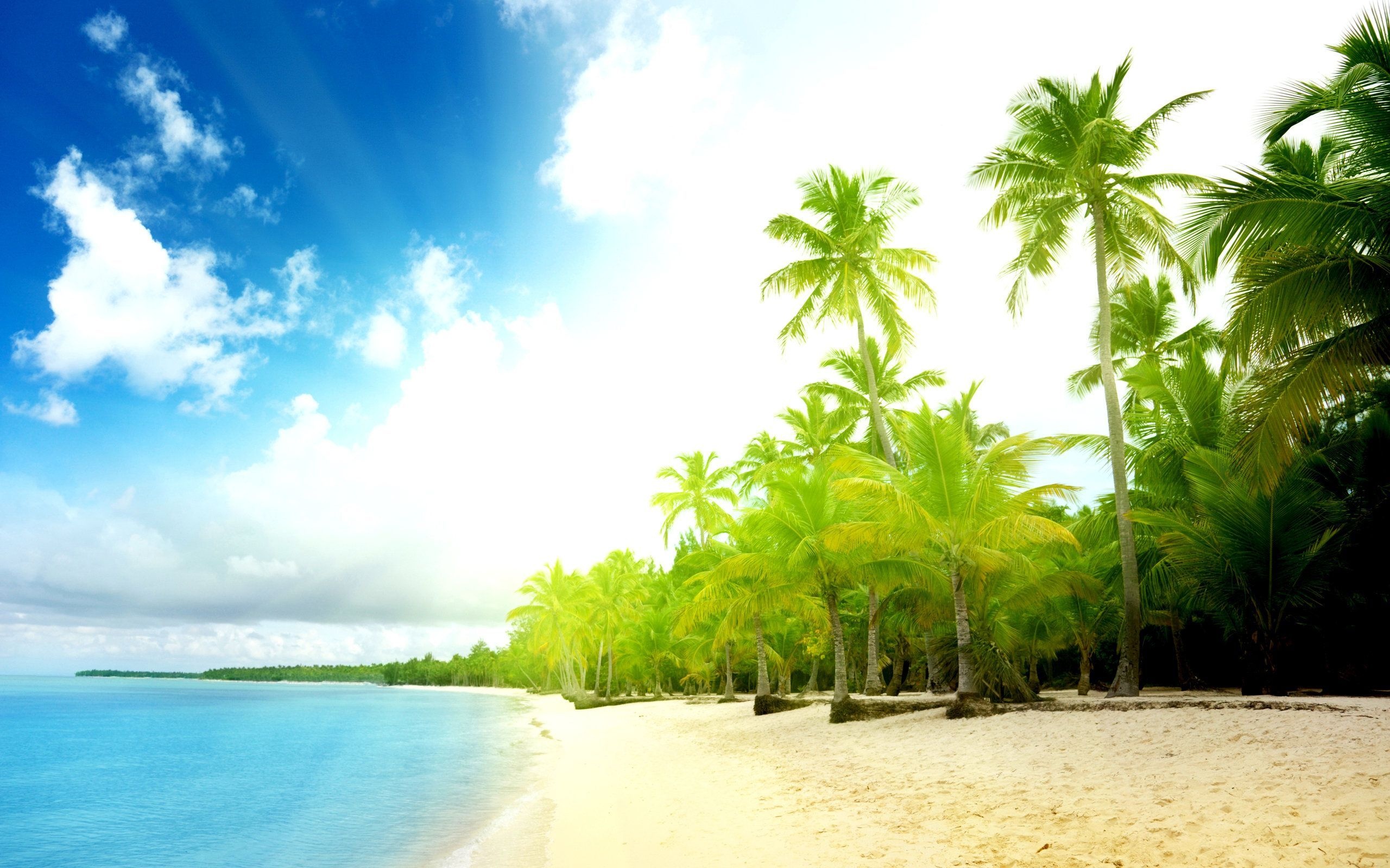 Tropical palm tree beach, Turquoise tropical ocean, White sand coastline, HD Desktop wallpaper