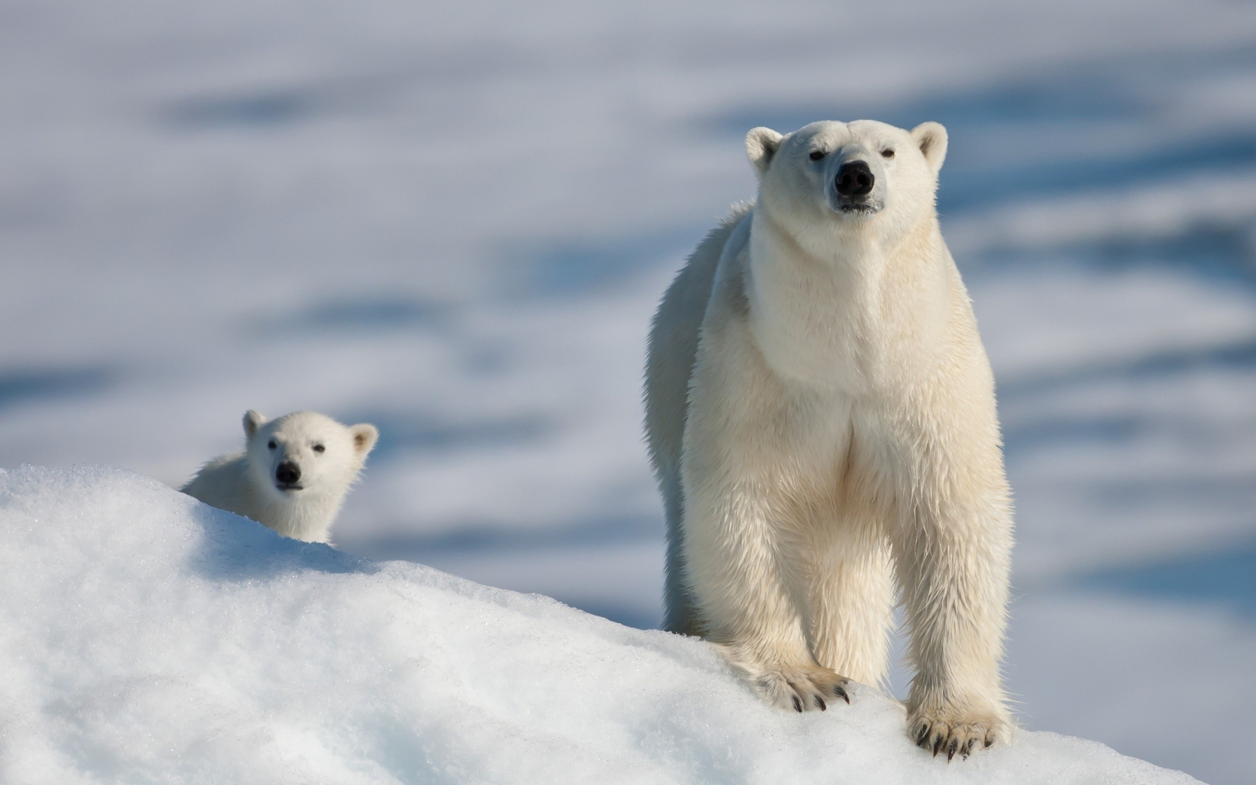 Posted polar bear wallpapers, Ethan Thompson's collection, Stunning imagery, Impressive shots, 2560x1600 HD Desktop
