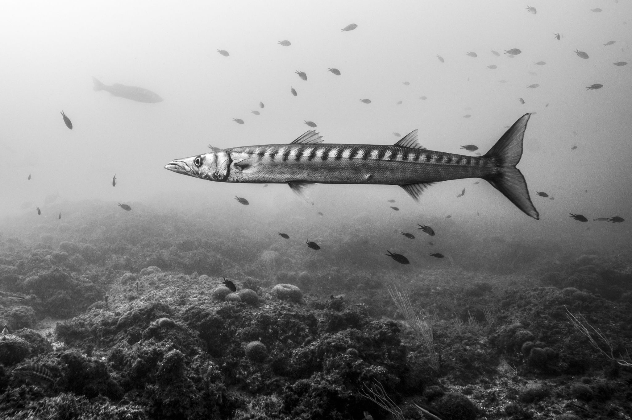 Barracuda animal, Julio Sanjuan photography, Animal pictures, Animals, 2050x1370 HD Desktop