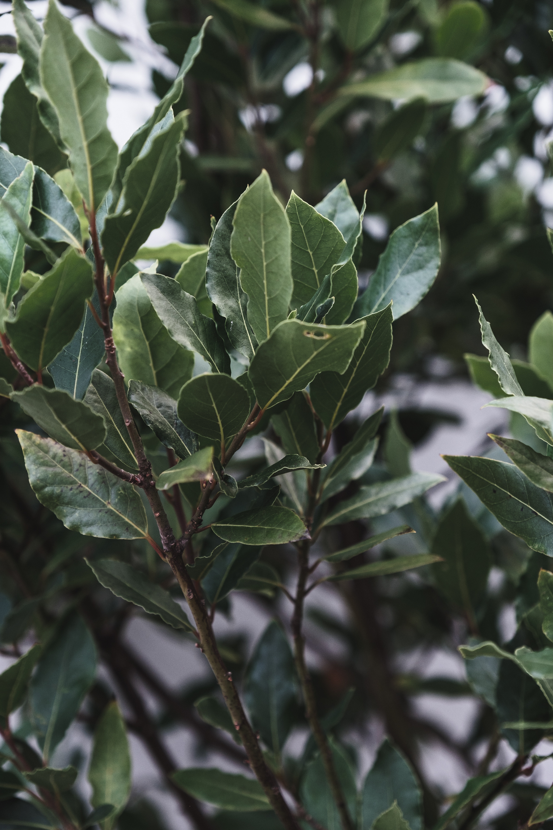 Best bay leaf photos, 100 free download, Pexels stock photos, 1830x2740 HD Phone