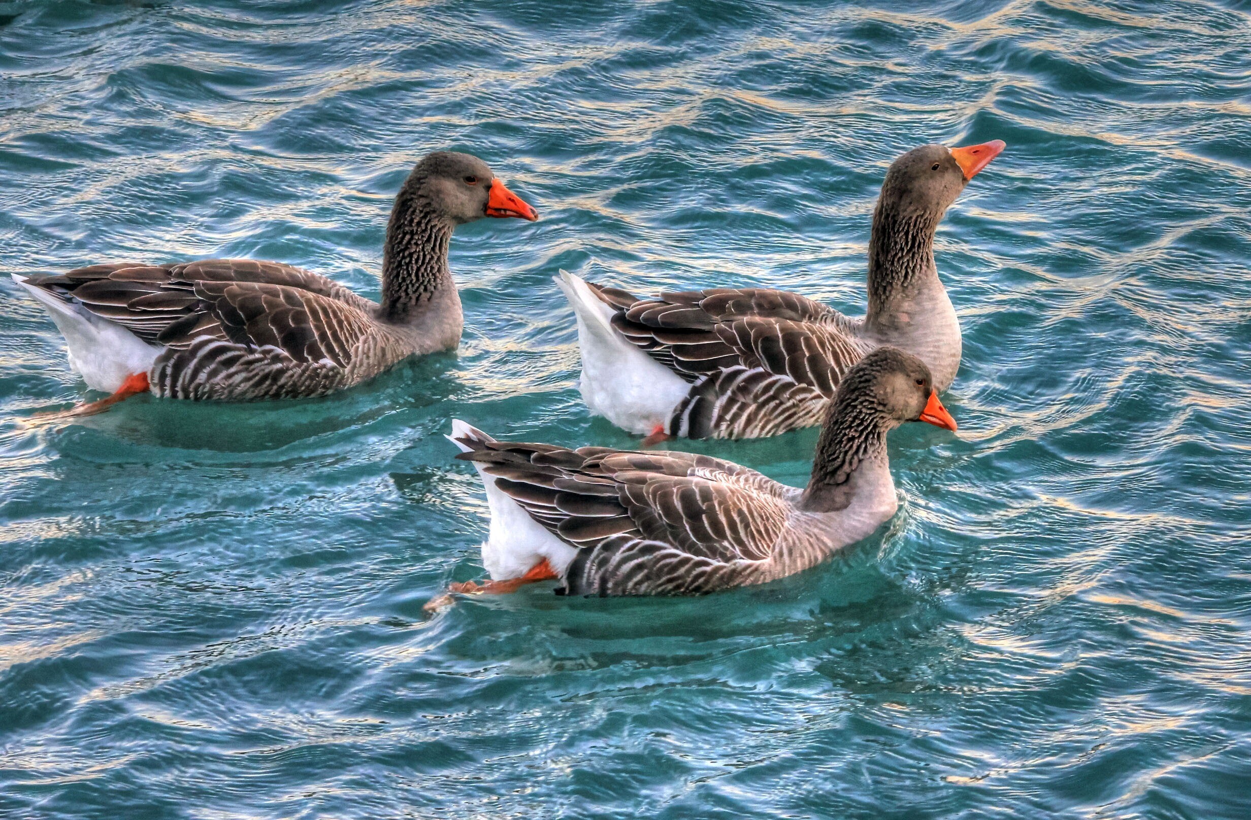 Best geese photos, Free download, Captivating images, Nature's beauty, 2470x1620 HD Desktop