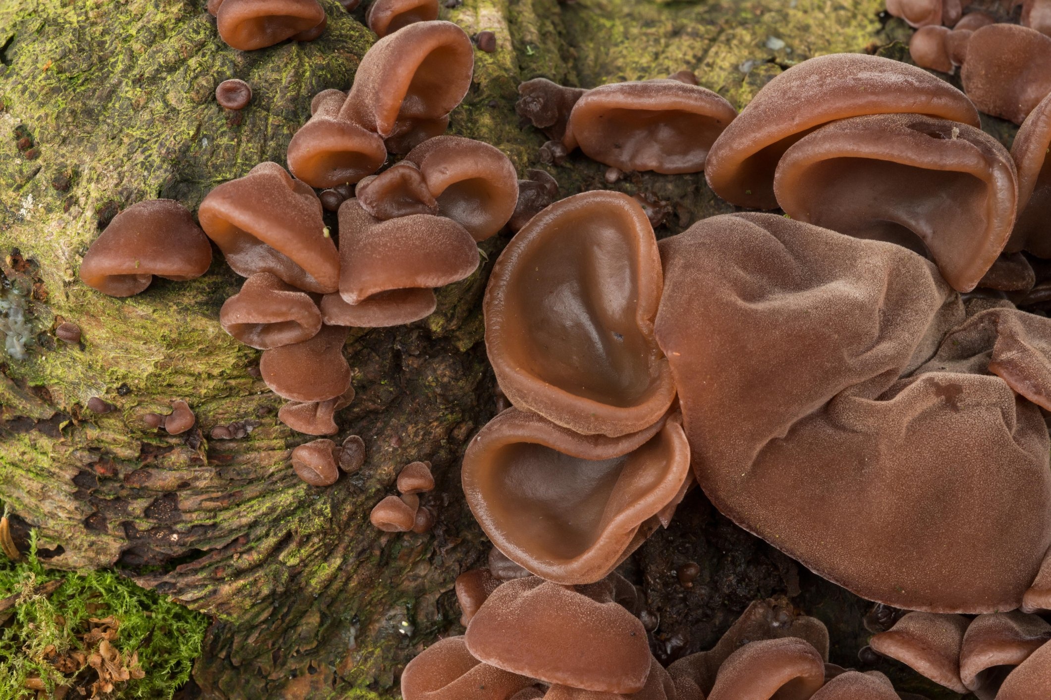 Bizarre mushrooms, Australian forests, Otherworldly vibe, Australian geographic, 2130x1420 HD Desktop