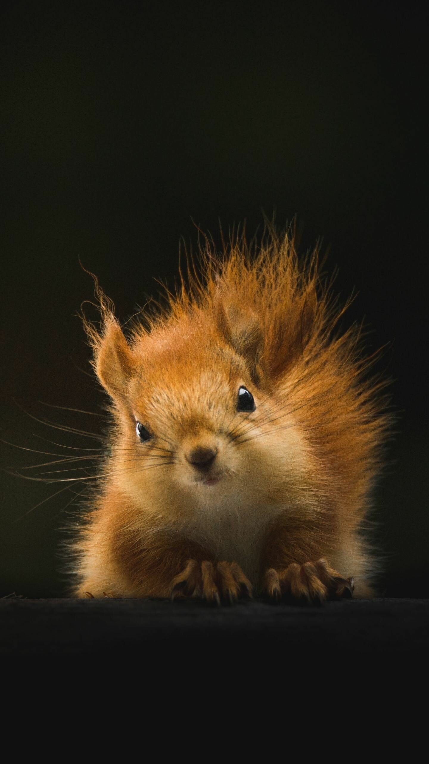 Cute critter, 4K animal wallpaper, Heartwarming beauty, Nature's adorable creation, 1440x2560 HD Phone
