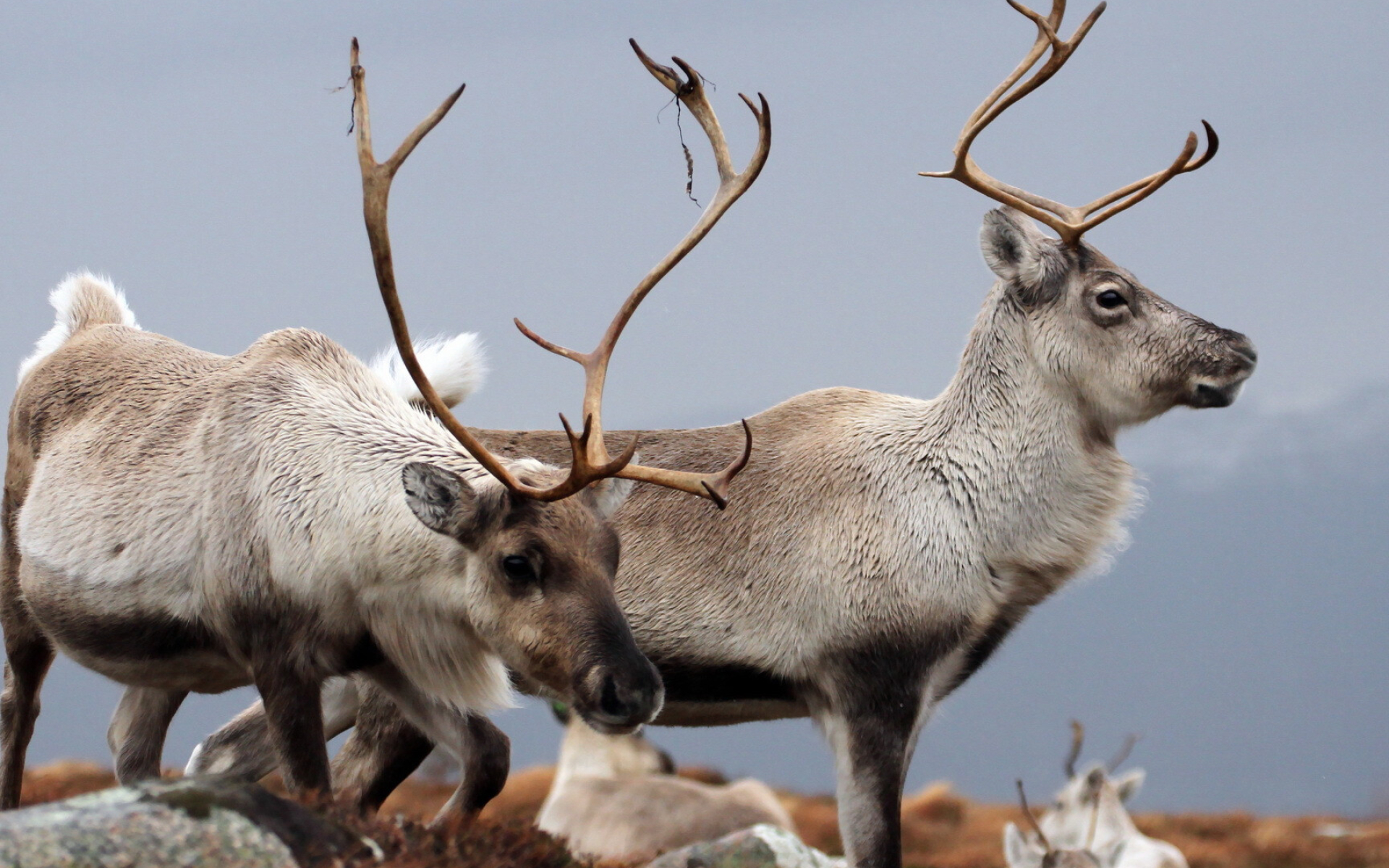 Reindeer 3 wallpaper, Animal wallpapers, Breathtaking scene, Majestic beauty, 1920x1200 HD Desktop