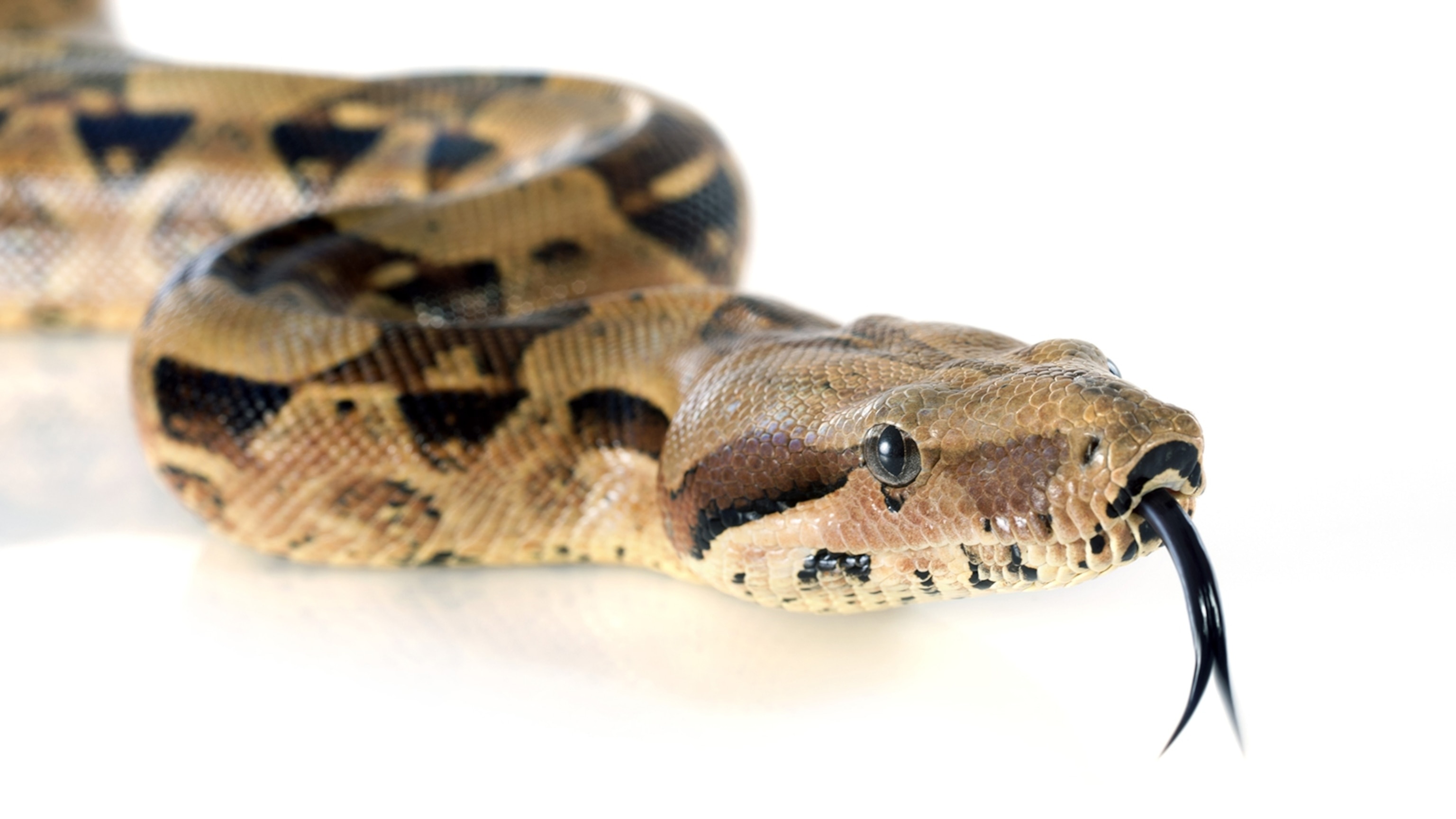 Boa Constrictor, Boa constrictor, 3080x1730 HD Desktop