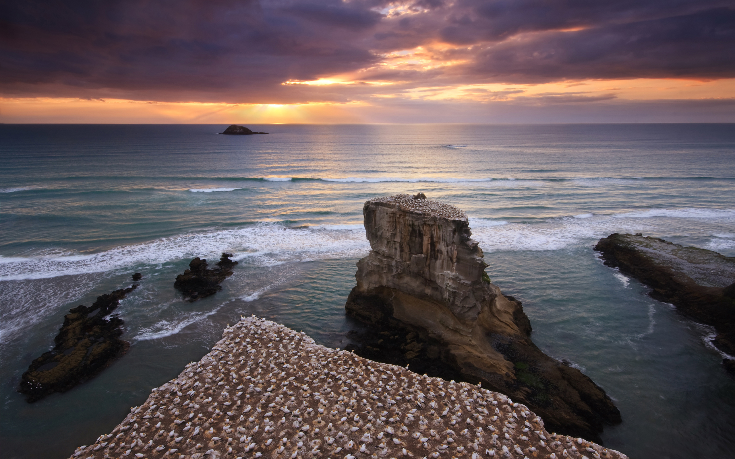 Gannet colony, Muriwai, New Zealand HD wallpaper, 2560x1600 HD Desktop