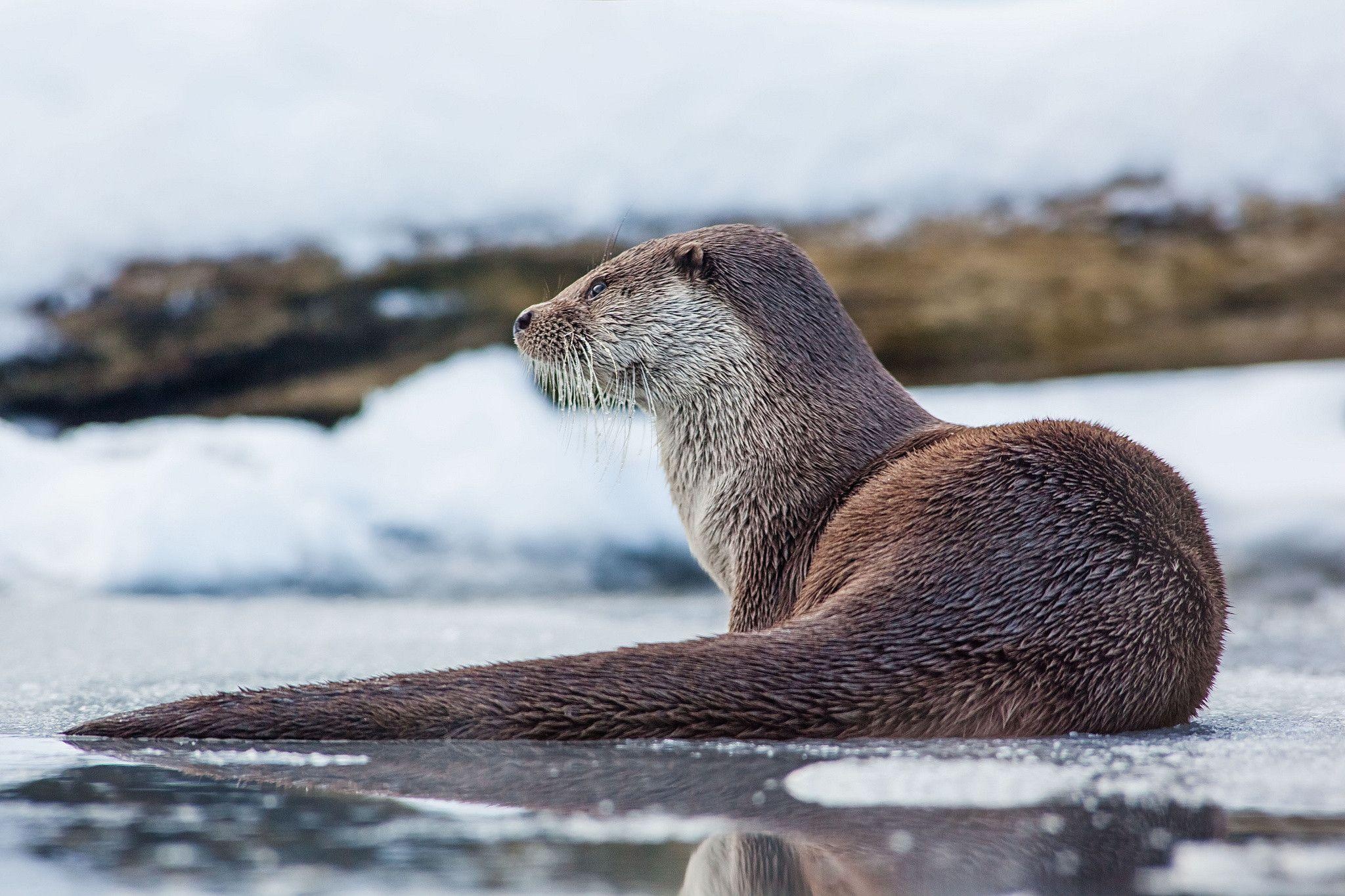 Otter wallpaper, Adorable choice, Desktop charm, Wholesome delight, 2050x1370 HD Desktop