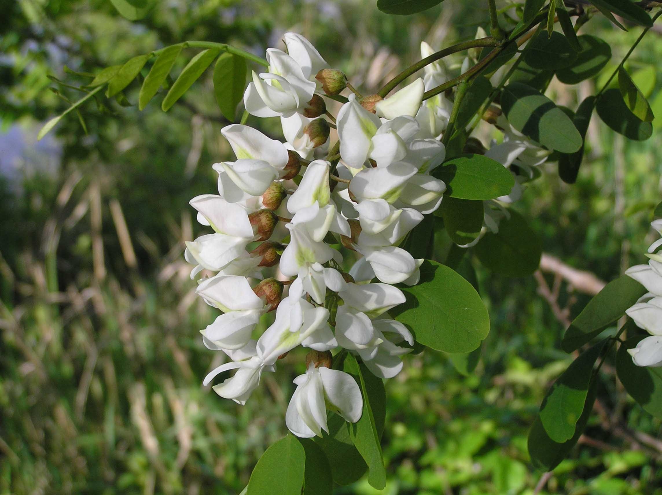 Locust flower, Purdue Fort Wayne, Nature's beauty, Locust tree, 2290x1720 HD Desktop