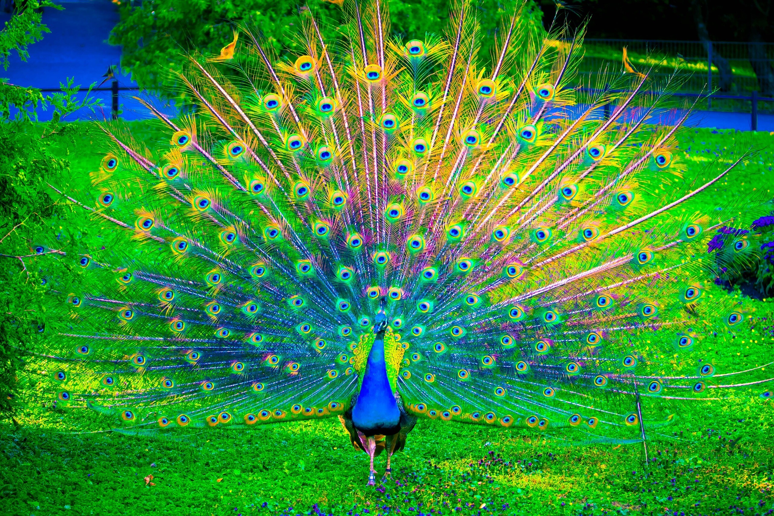 HD peacock wallpaper, Stunning image, Colorful beauty, Breathtaking scene, 2560x1710 HD Desktop