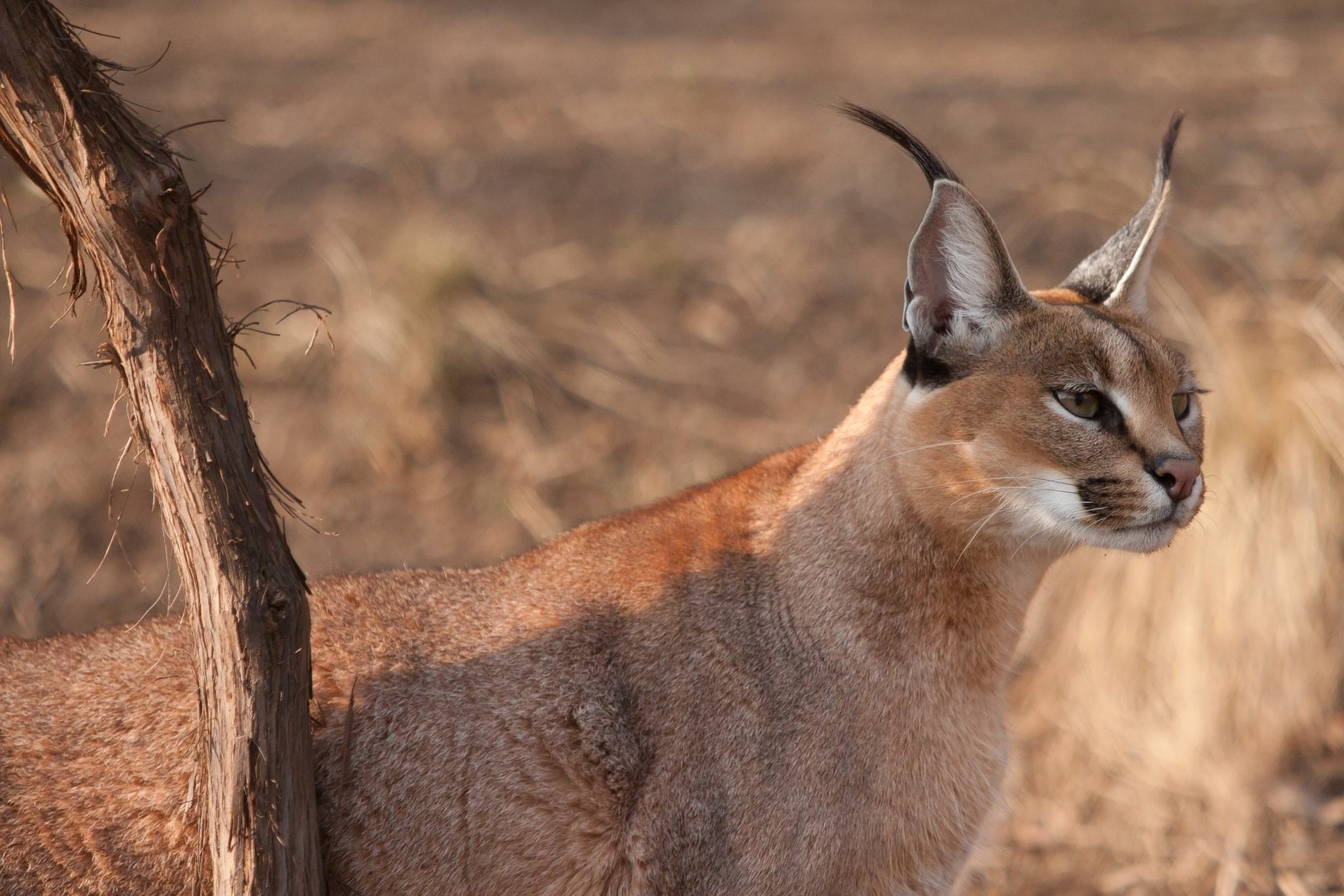 Artistic animal pictures, Captivating caracal, Wildlife photography, Stunning shots, 2050x1370 HD Desktop