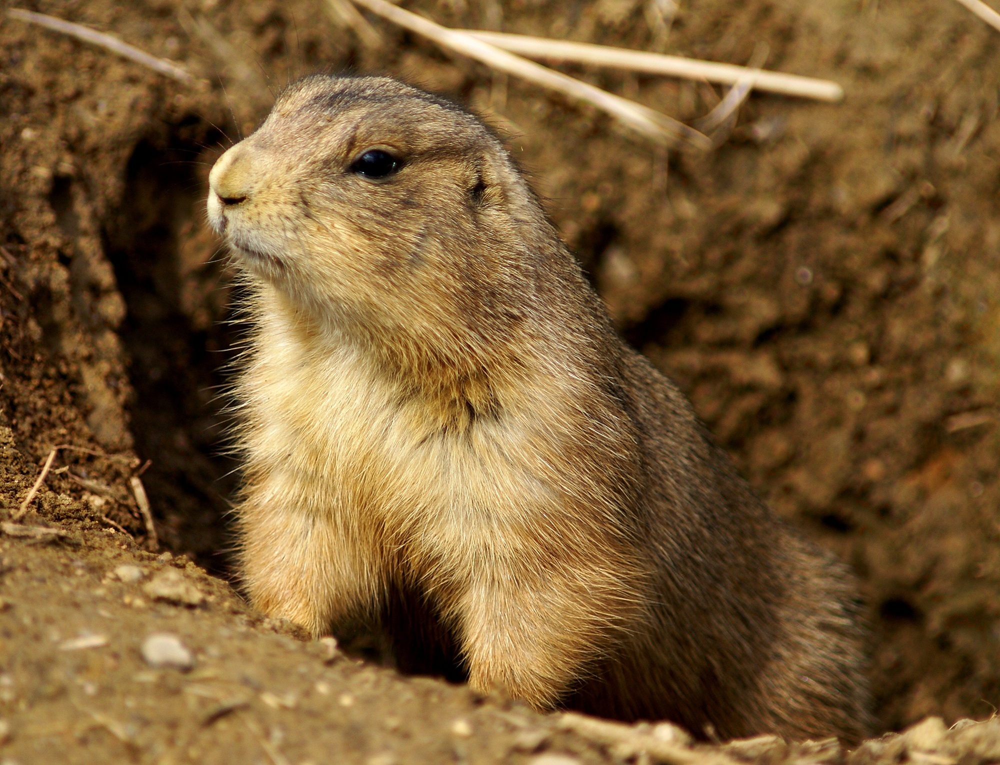 Prairie Dog wallpapers, Adorable animal, Cute creature, HD backgrounds, 2000x1540 HD Desktop